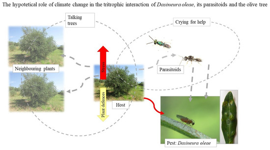 Insects Free Full Text Climate Change And Major Pests Of Mediterranean Olive Orchards Are We Ready To Face The Global Heating