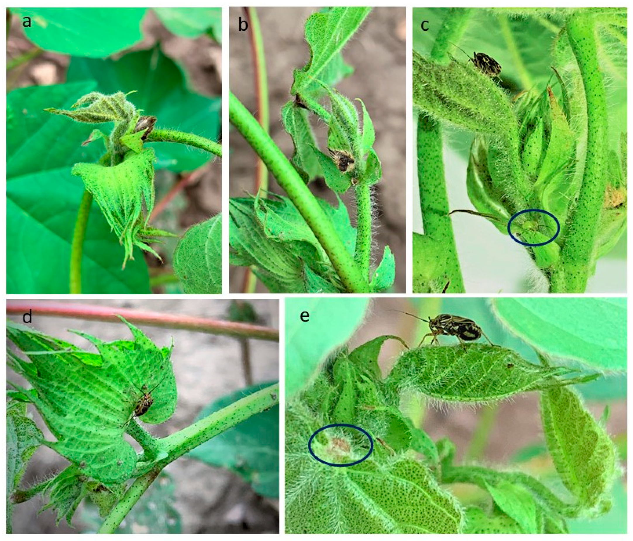 Insects 12 00807 g002