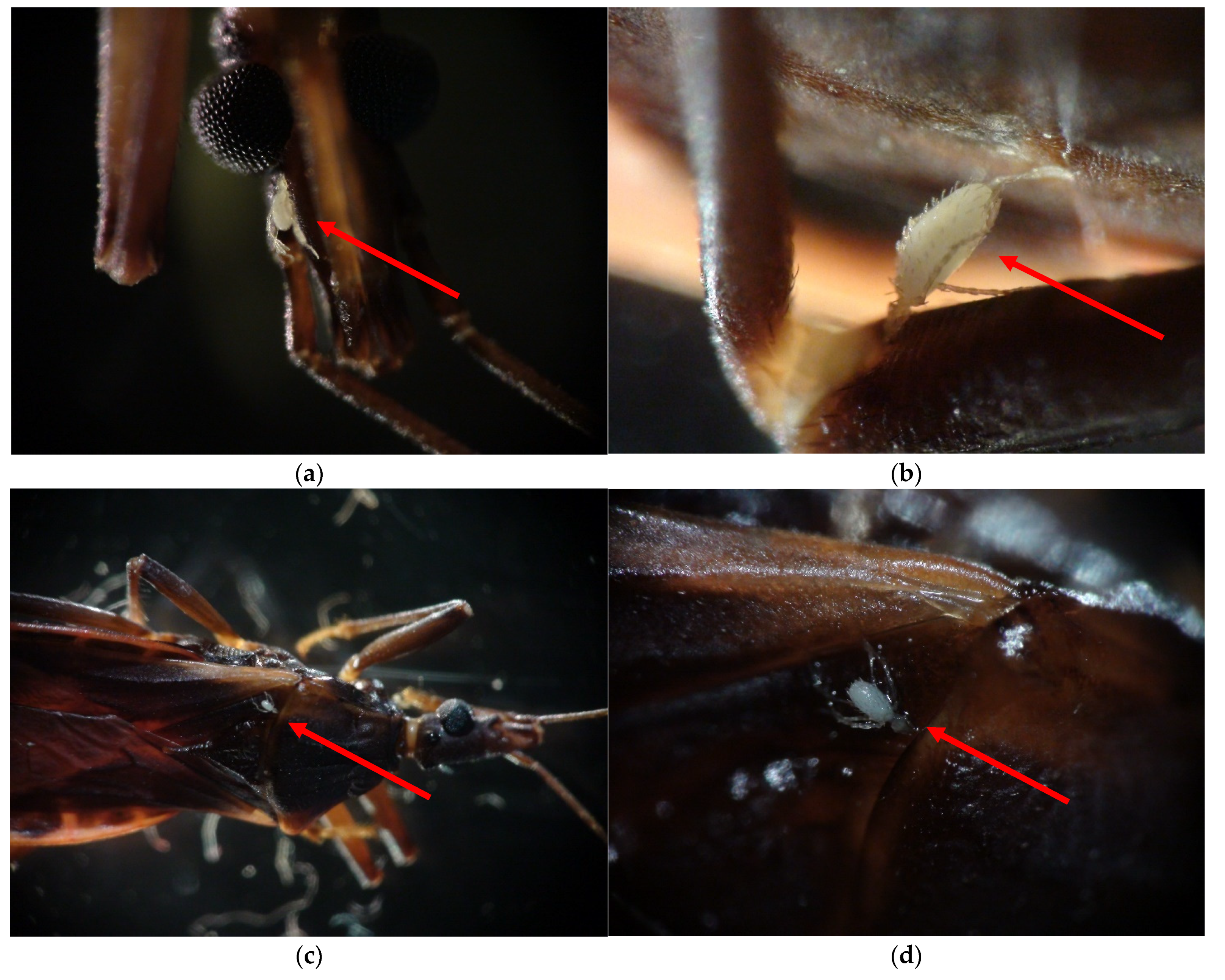 Insects 12 00811 g002 Insects 12 00811 g002