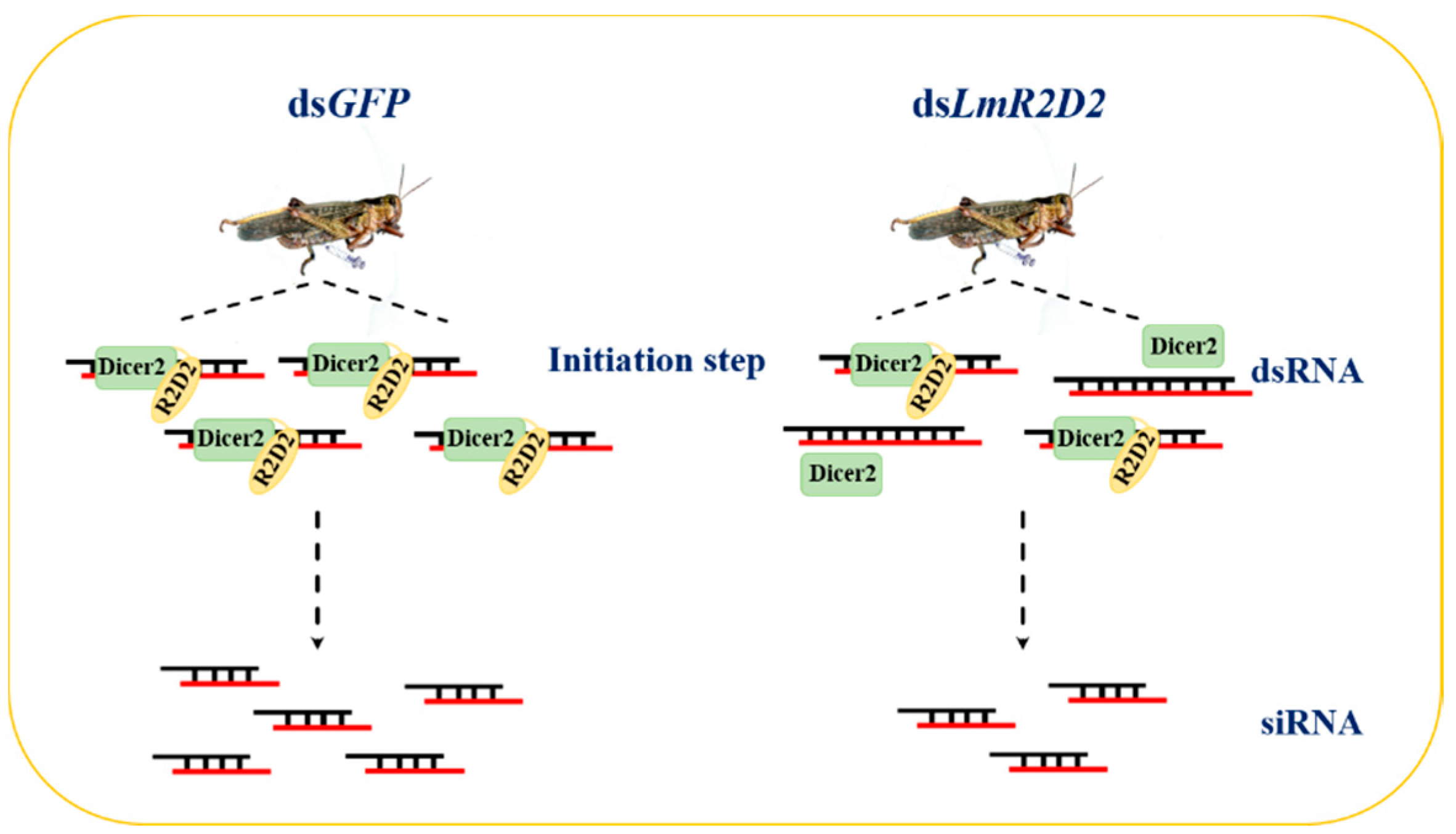 Insects 12 00812 g006