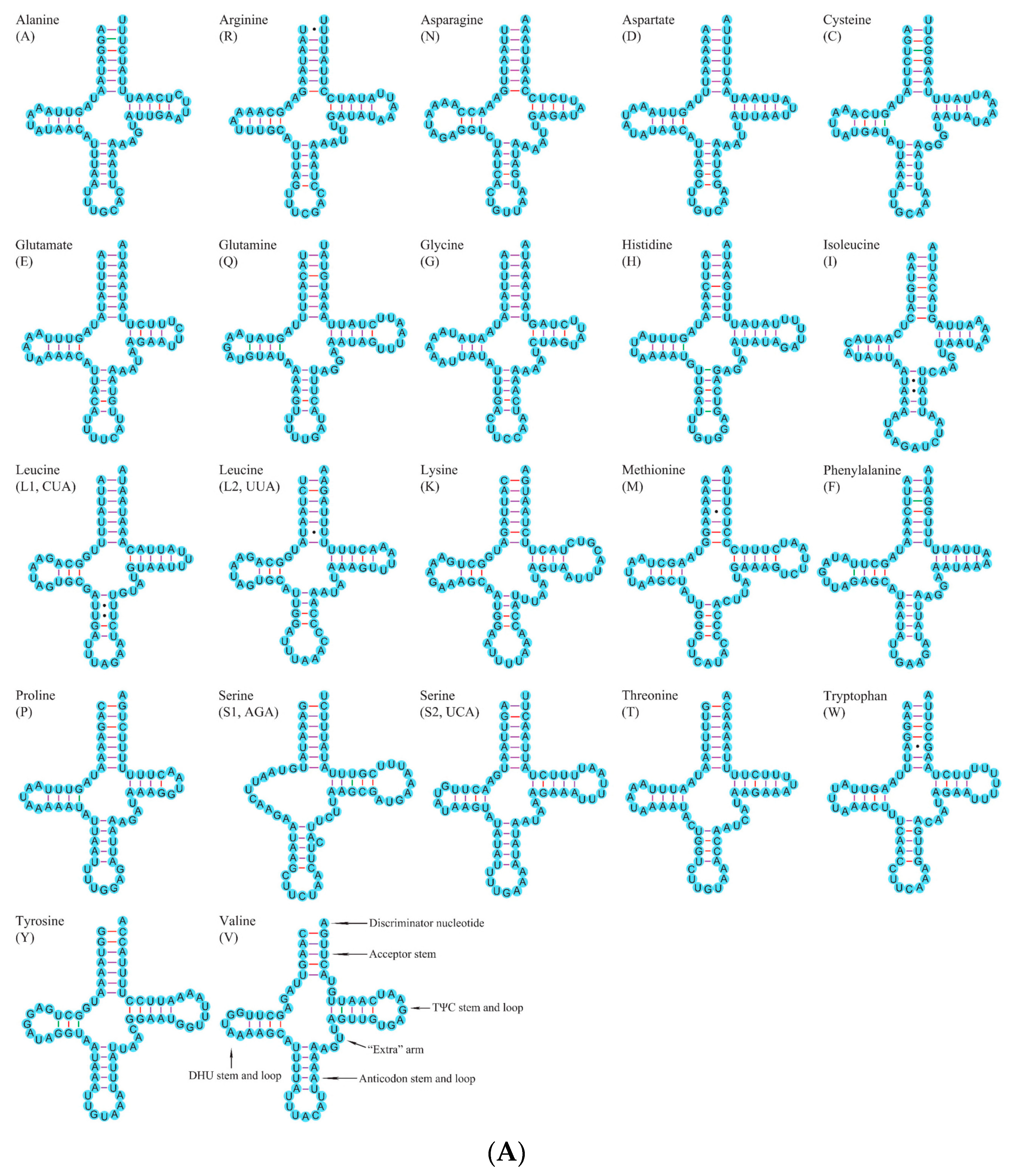 Insects 12 00820 g004a 550