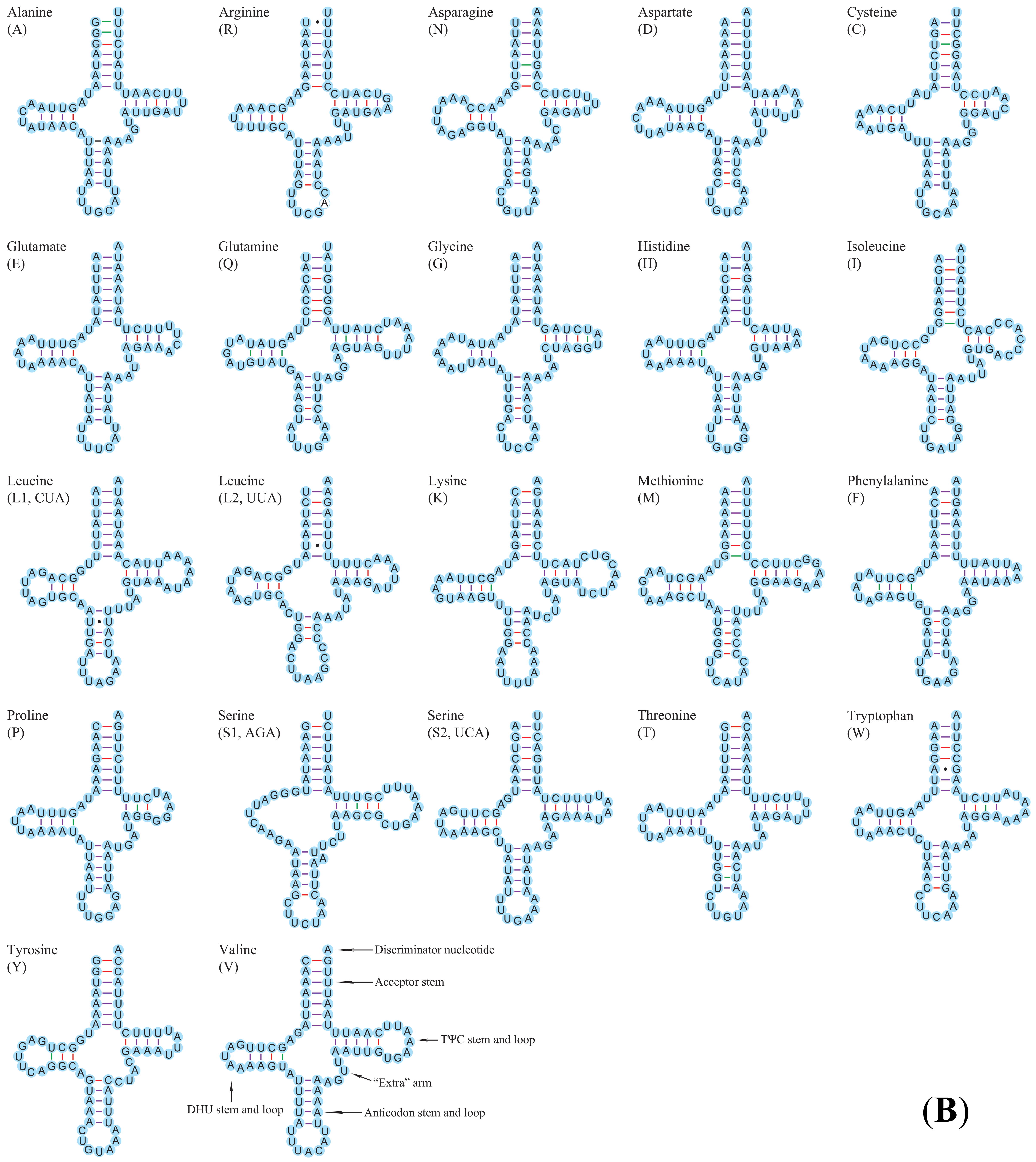 Insects 12 00820 g004b 550