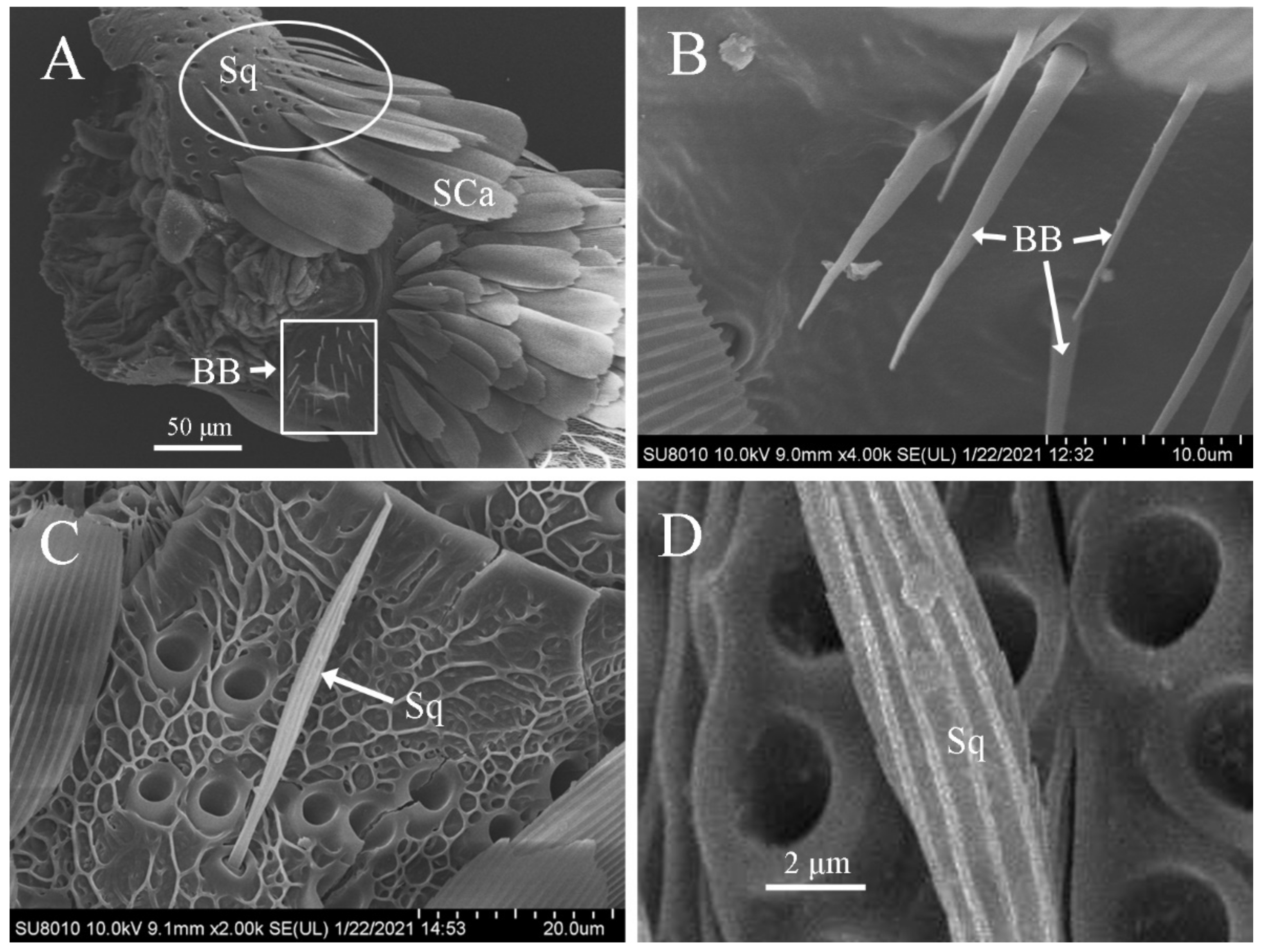 Insects 12 00821 g004