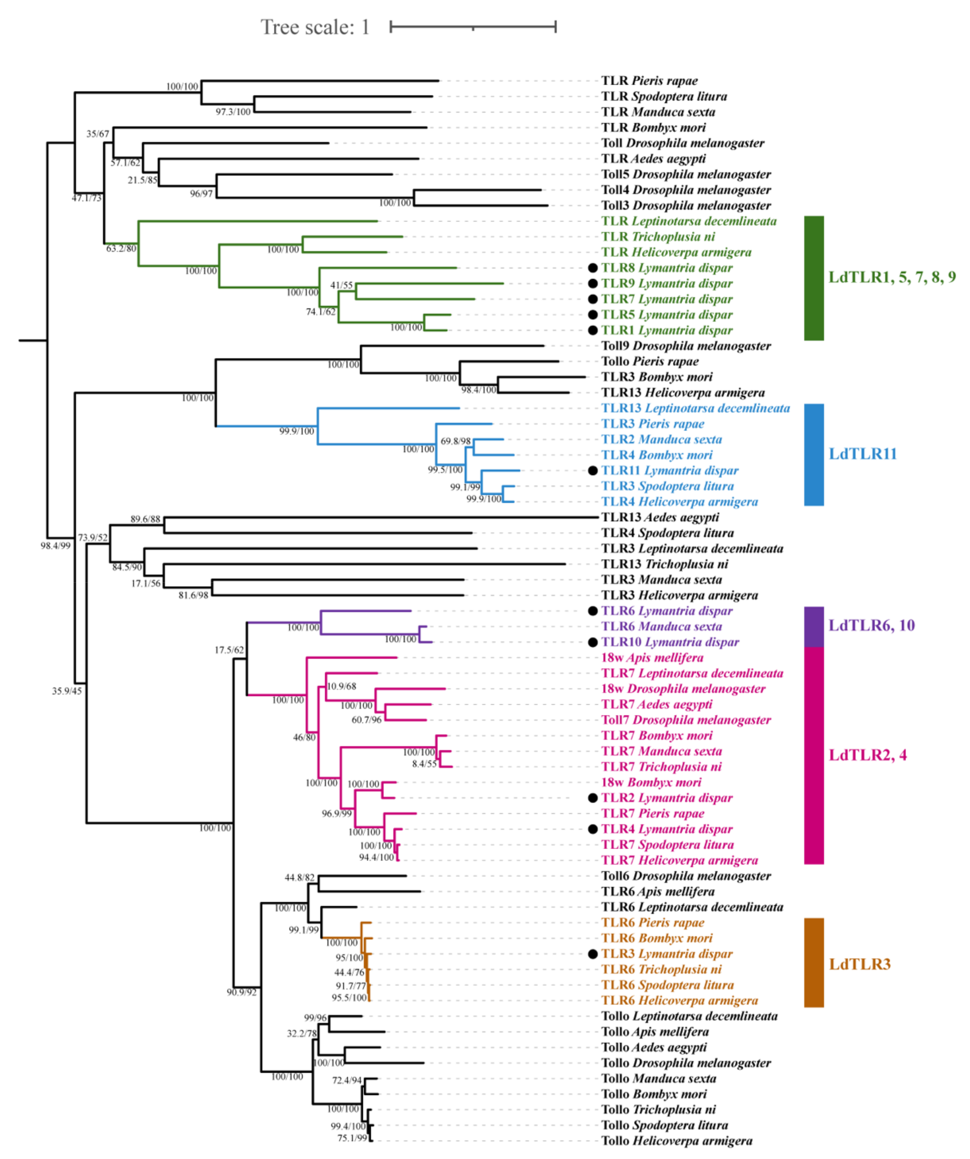 Insects 12 00827 g004