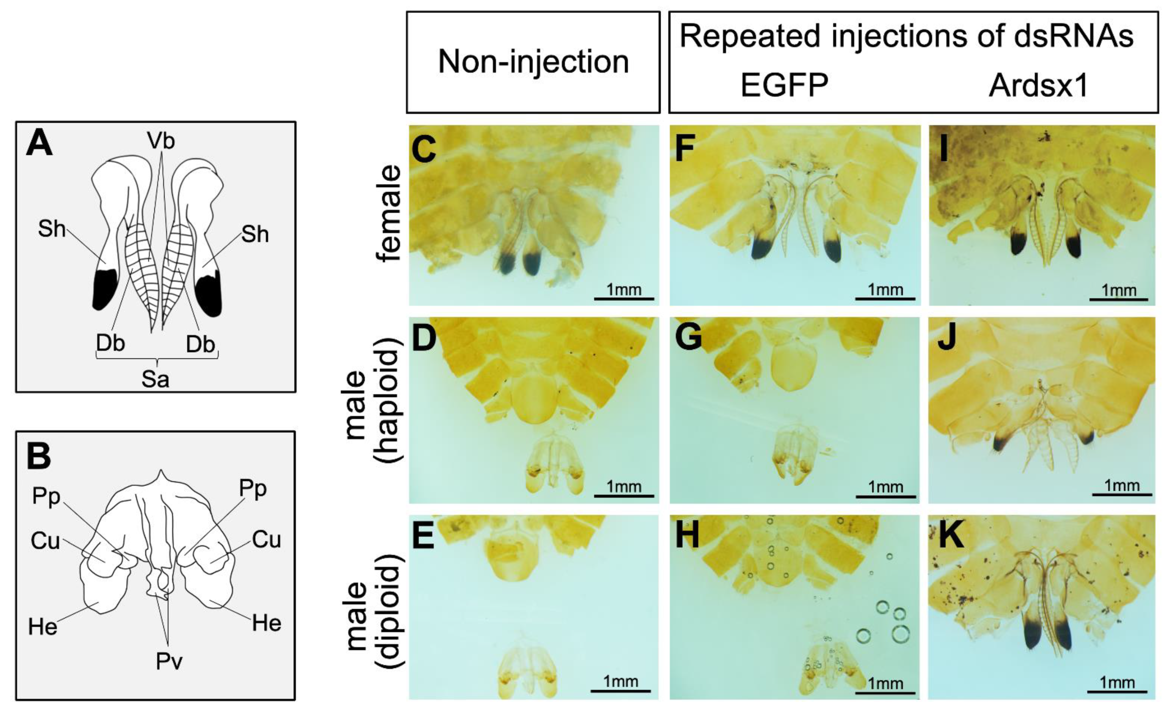 Insects 12 00849 g002 Insects 12 00849 g002