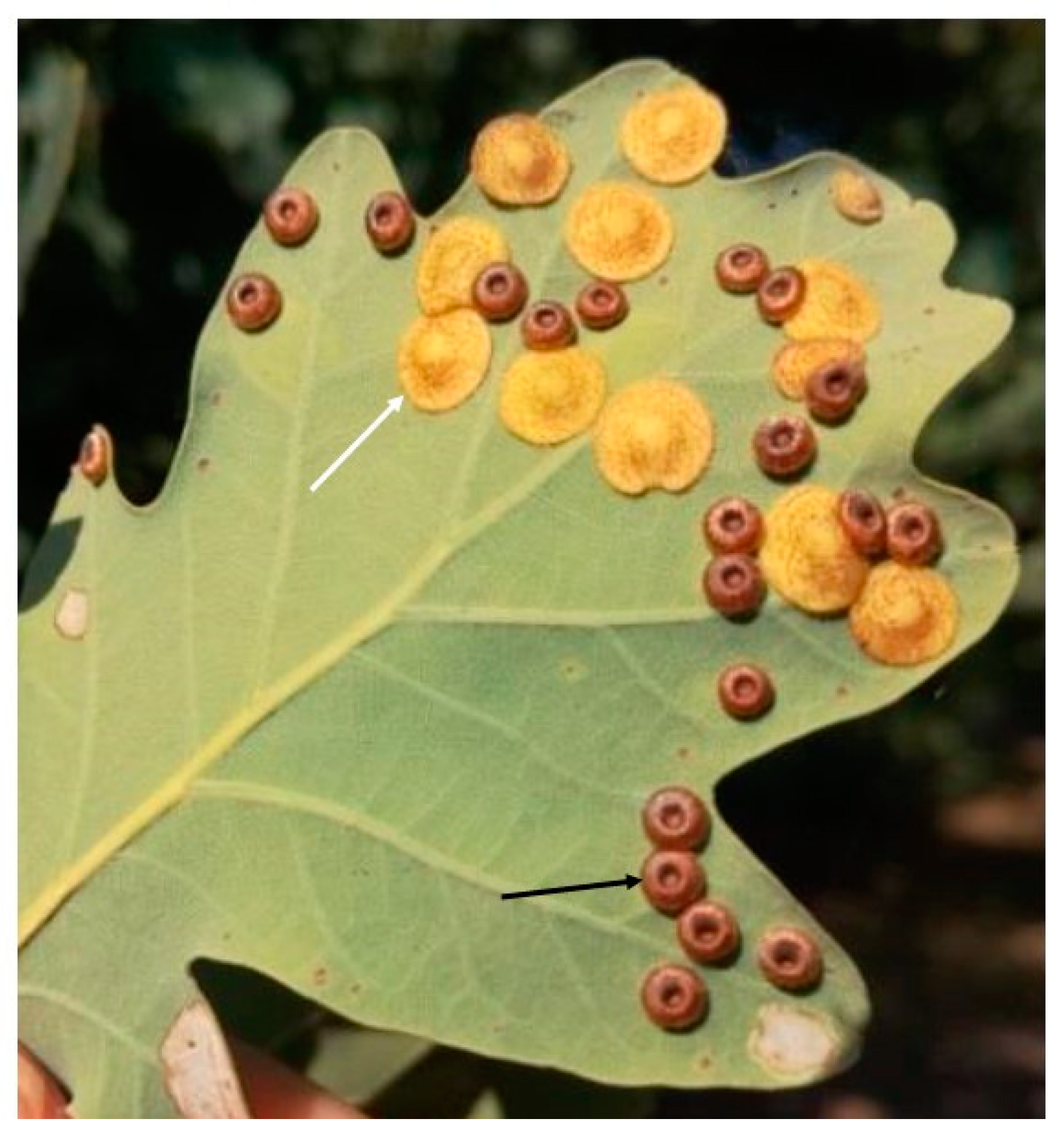 Insects 12 00850 g001