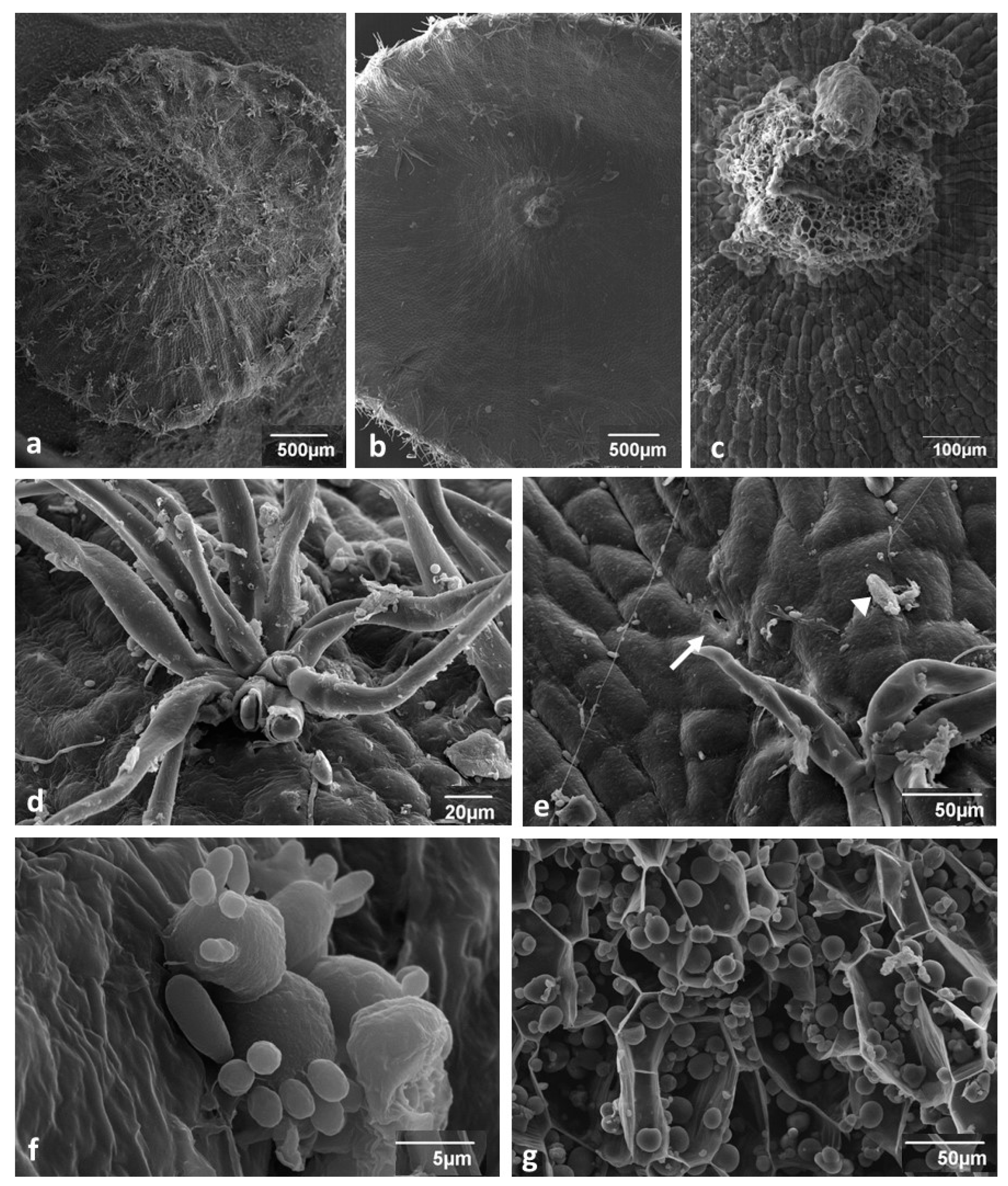 Insects 12 00850 g002