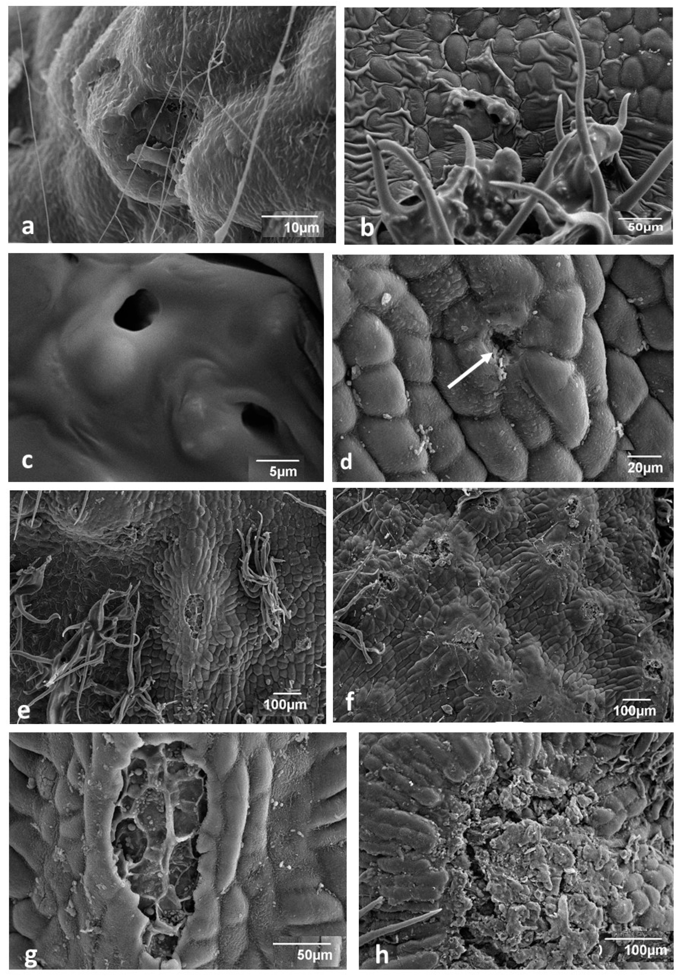 Insects 12 00850 g003