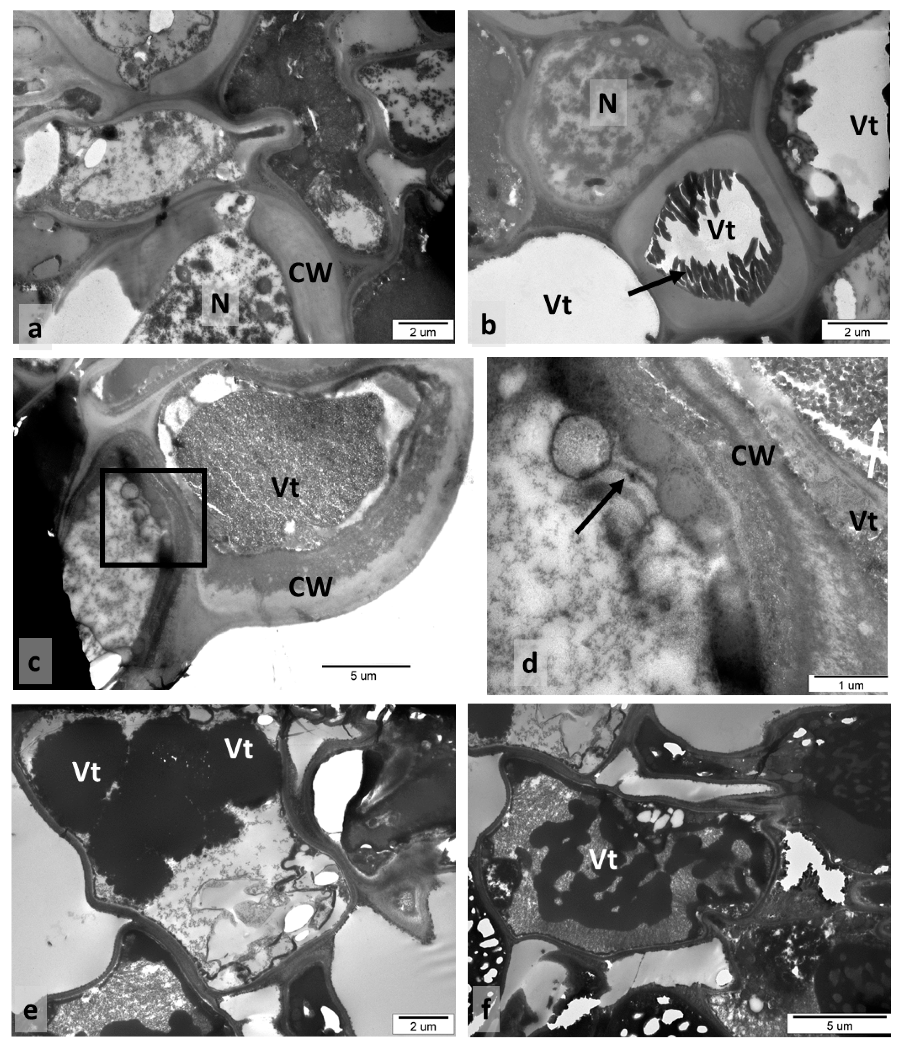 Insects 12 00850 g006