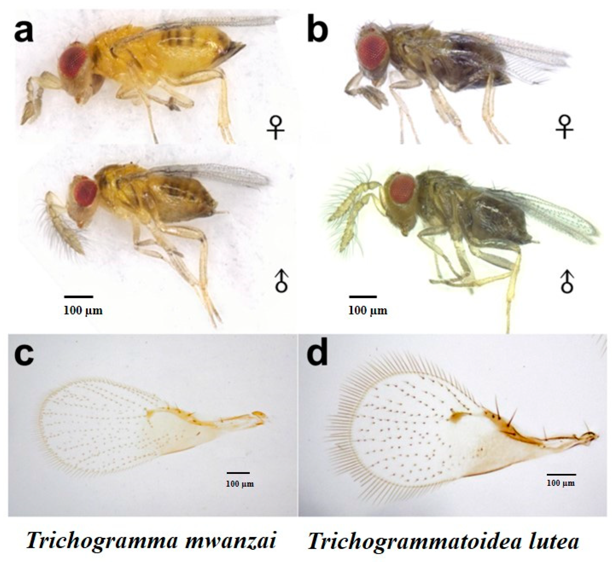 Insects | Free Full-Text | Performance of Two Trichogrammatid Species ...