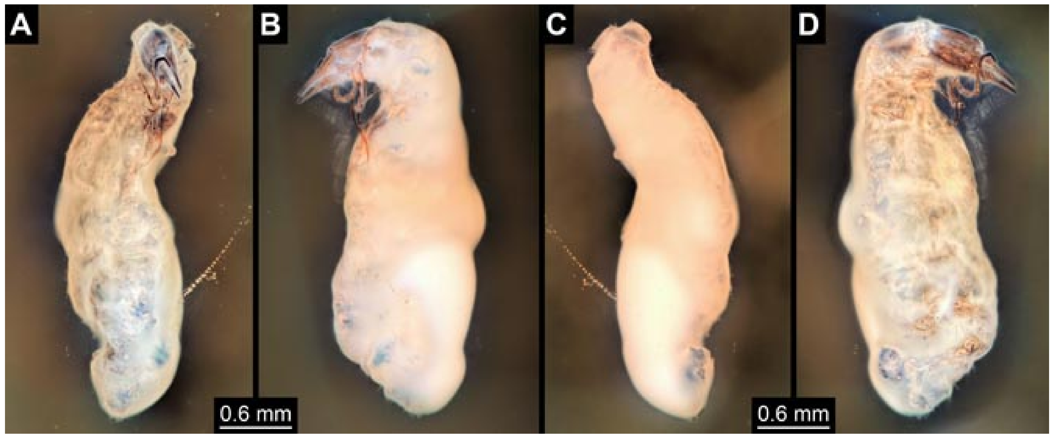Insects 12 00860 g002 550