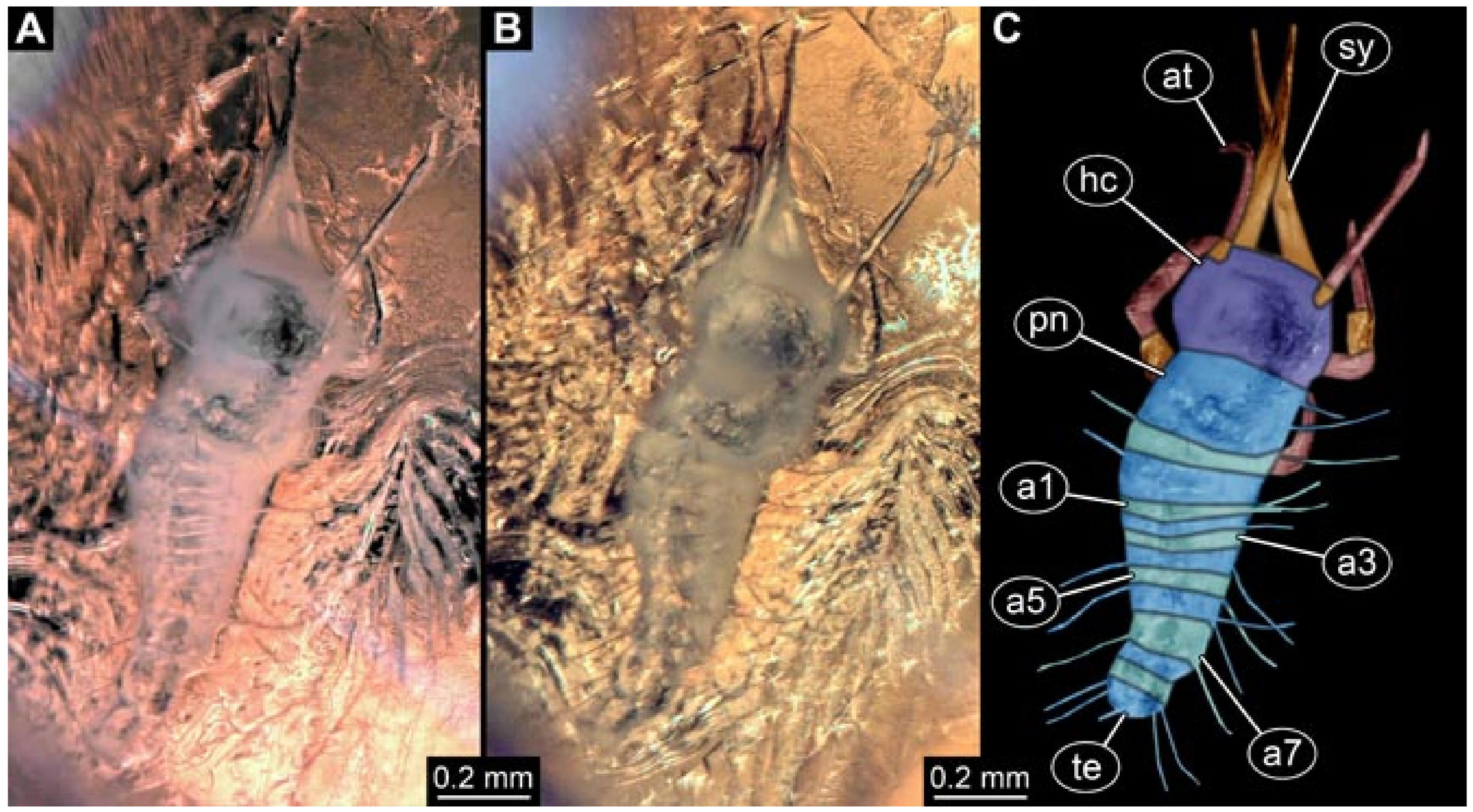 Insects 12 00860 g003 550