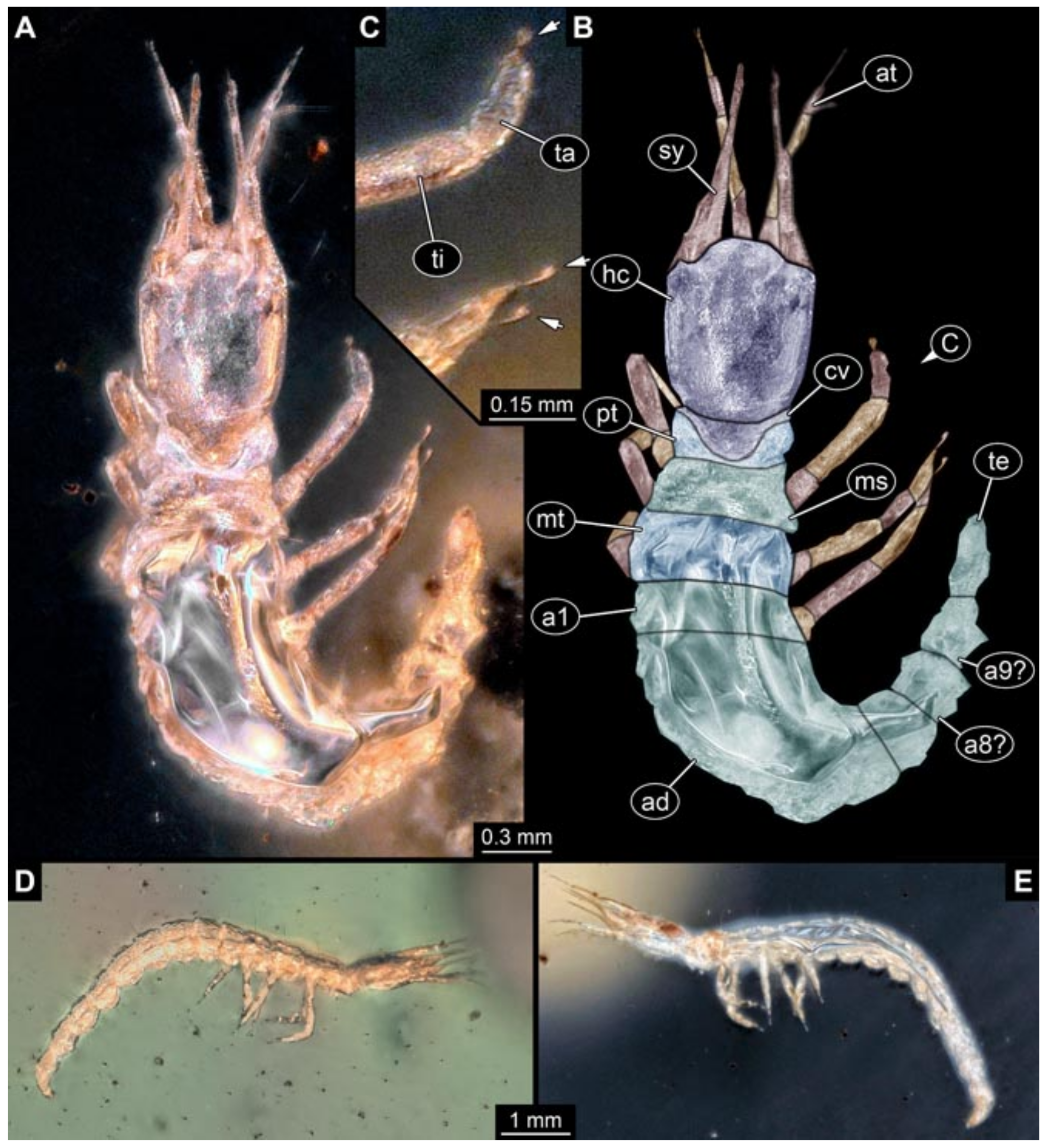 Insects 12 00860 g004 550