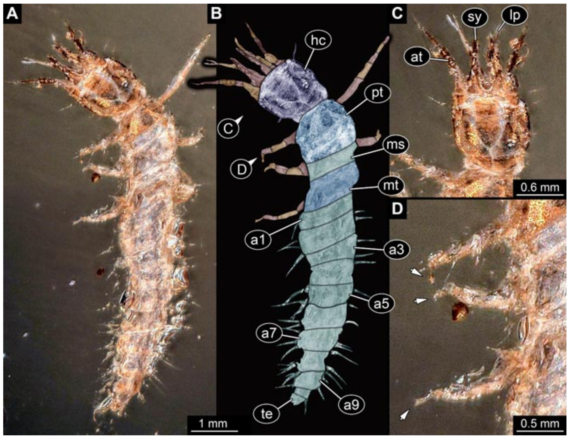 Insects 12 00860 g005 550