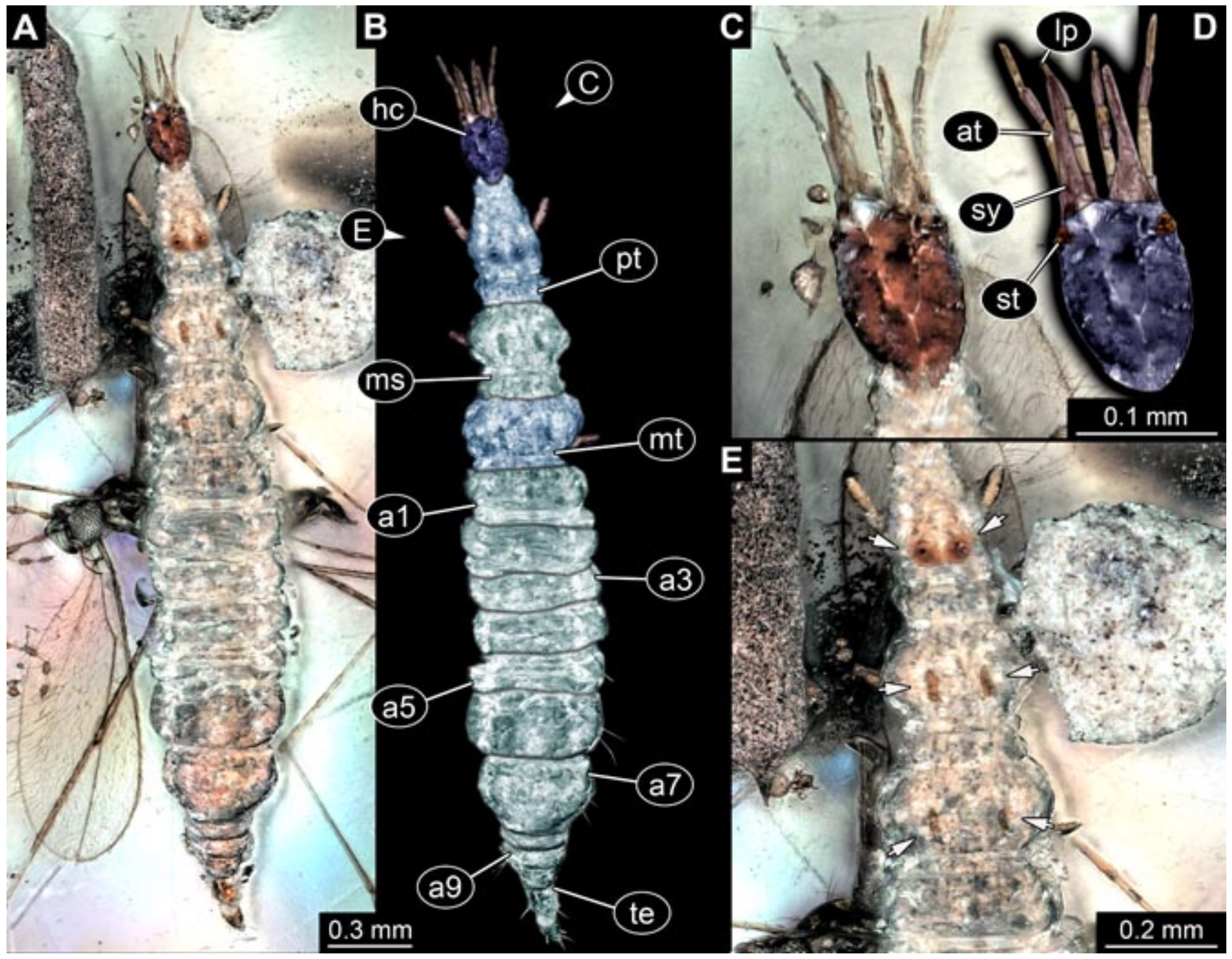 Insects 12 00860 g006 550