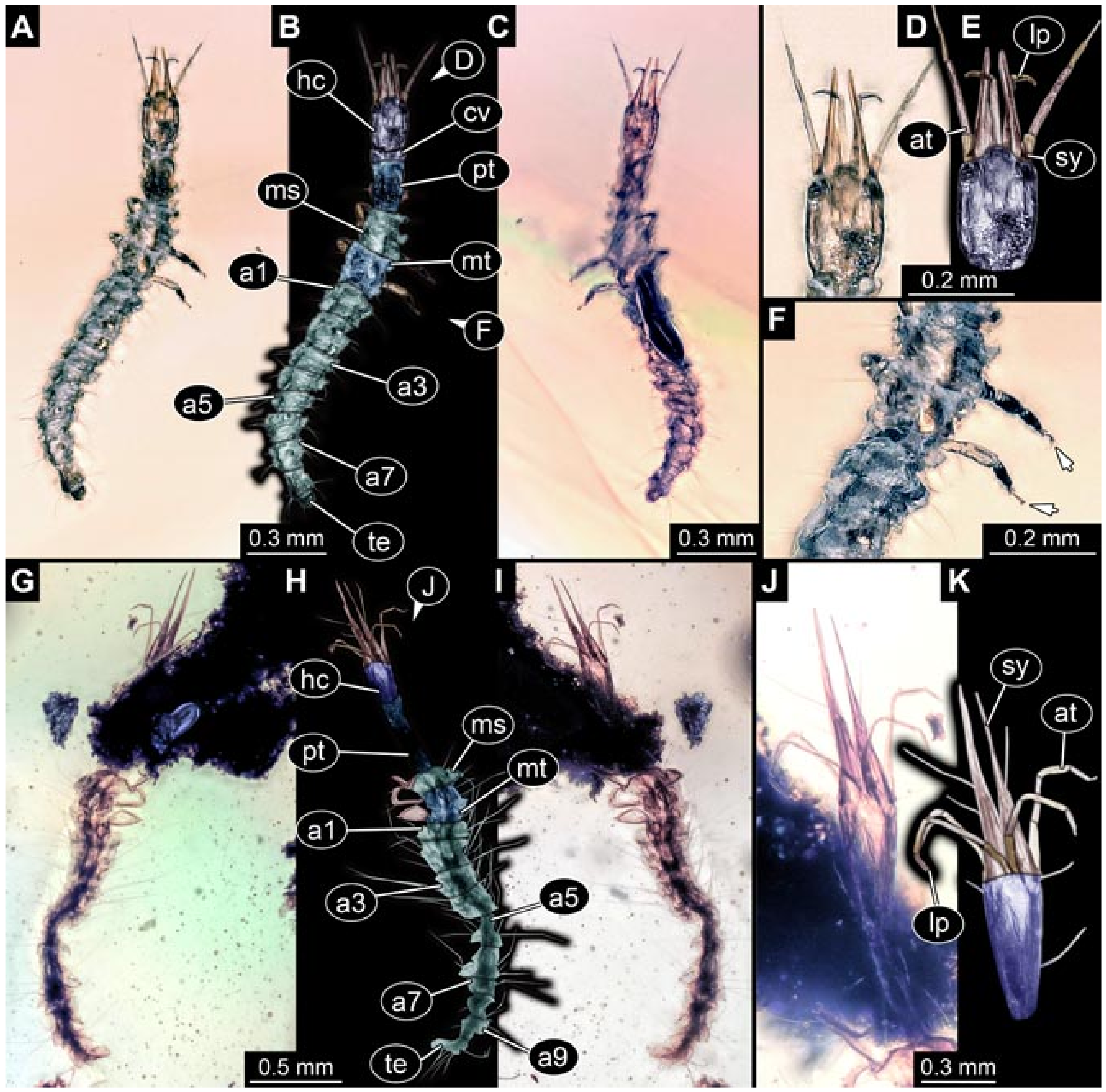 Insects 12 00860 g007 550