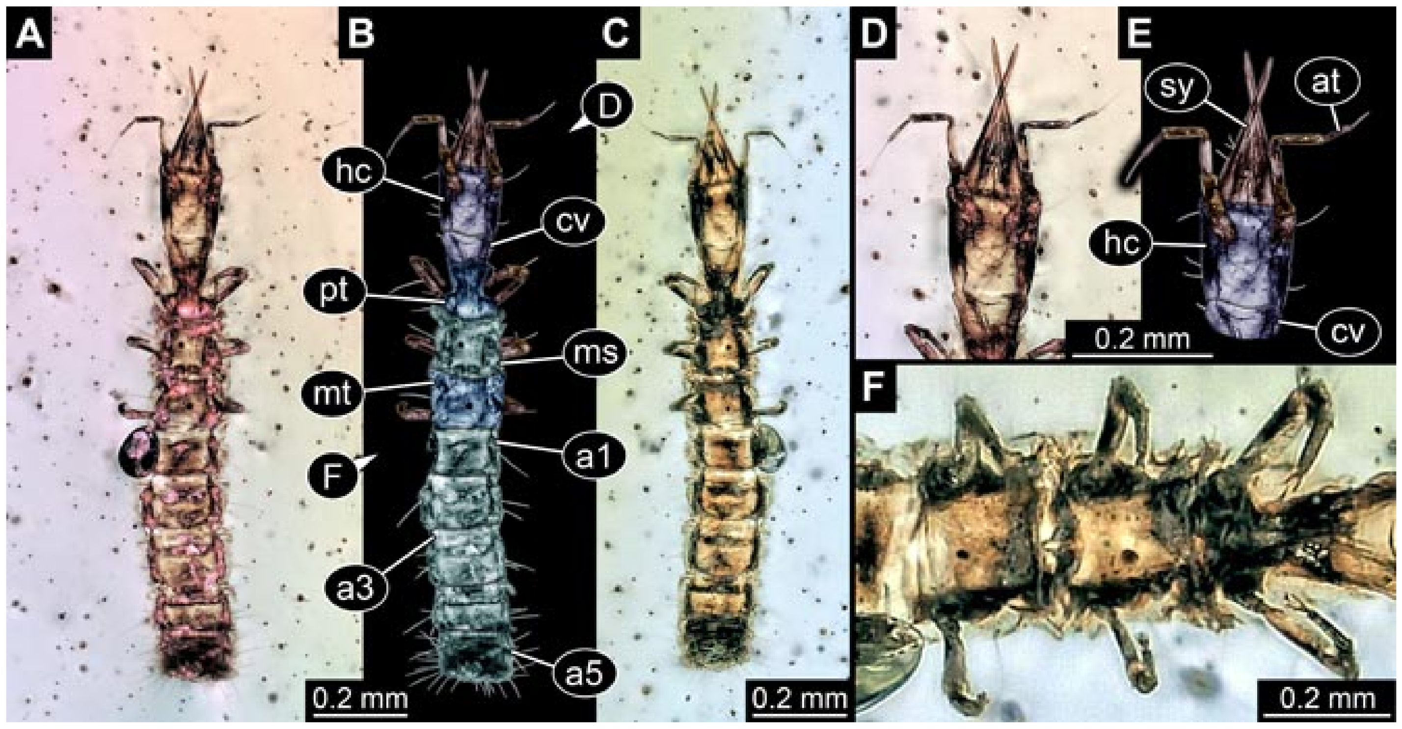 Insects 12 00860 g009 550