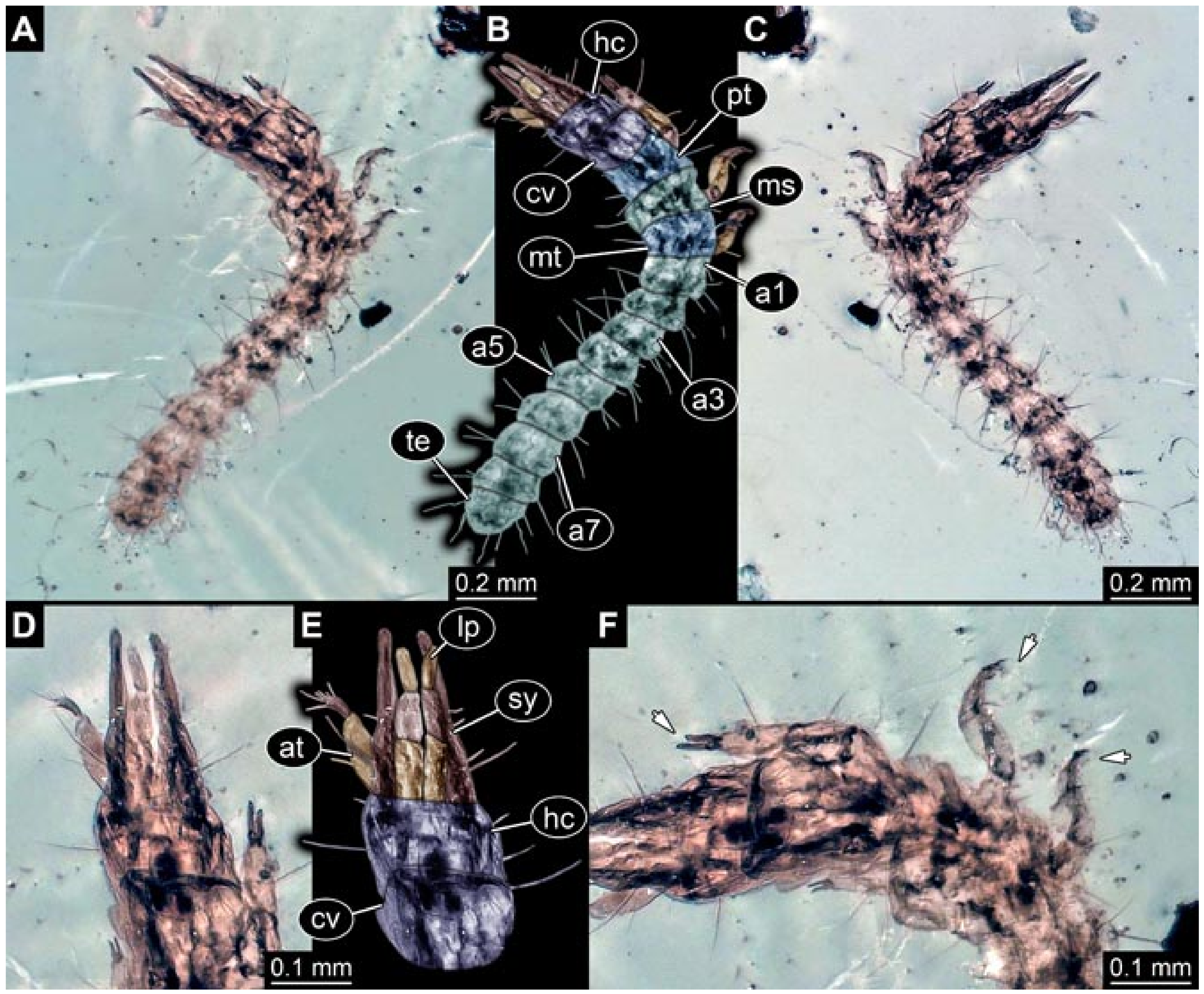 Insects 12 00860 g010 550
