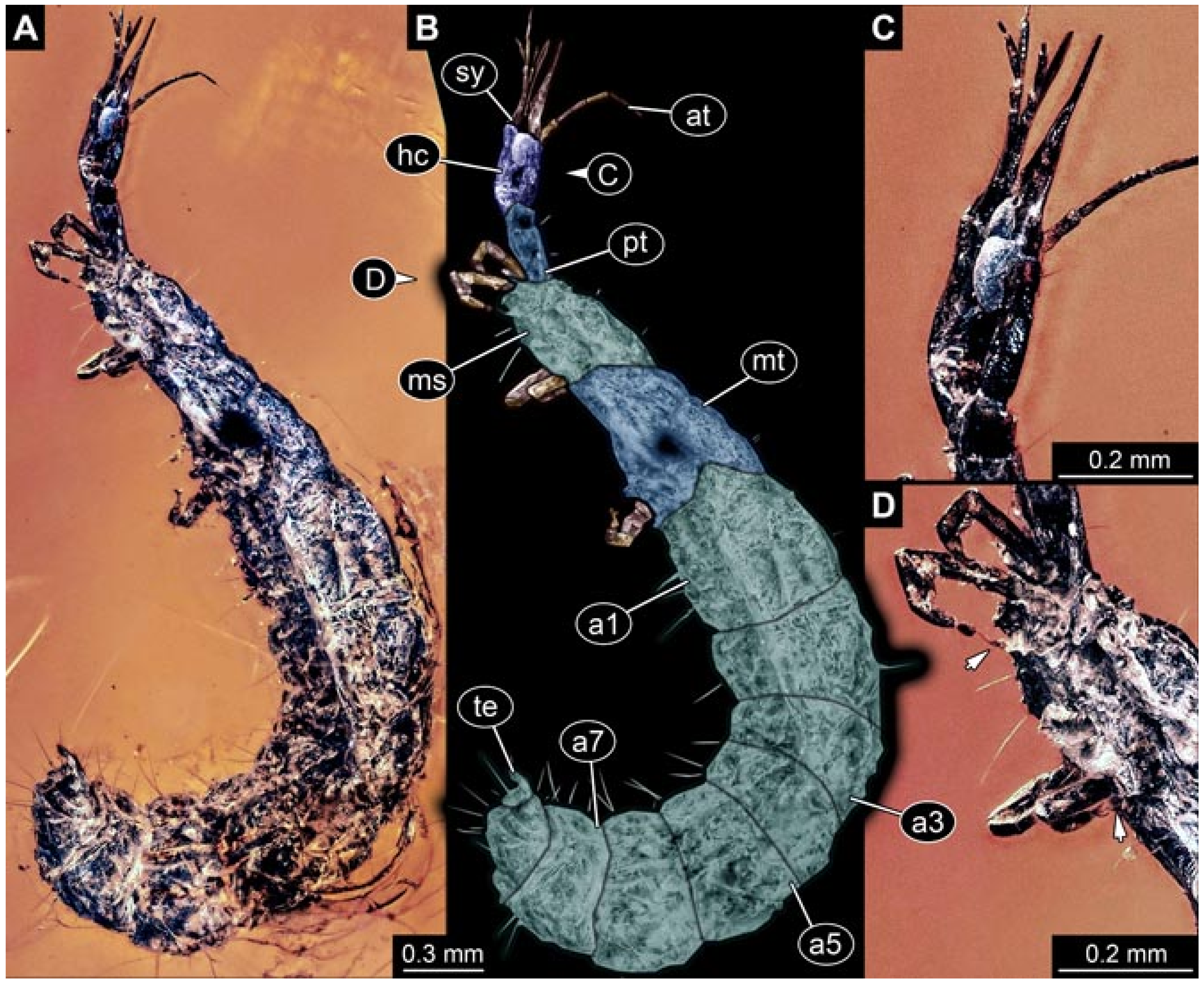 Insects 12 00860 g012 550