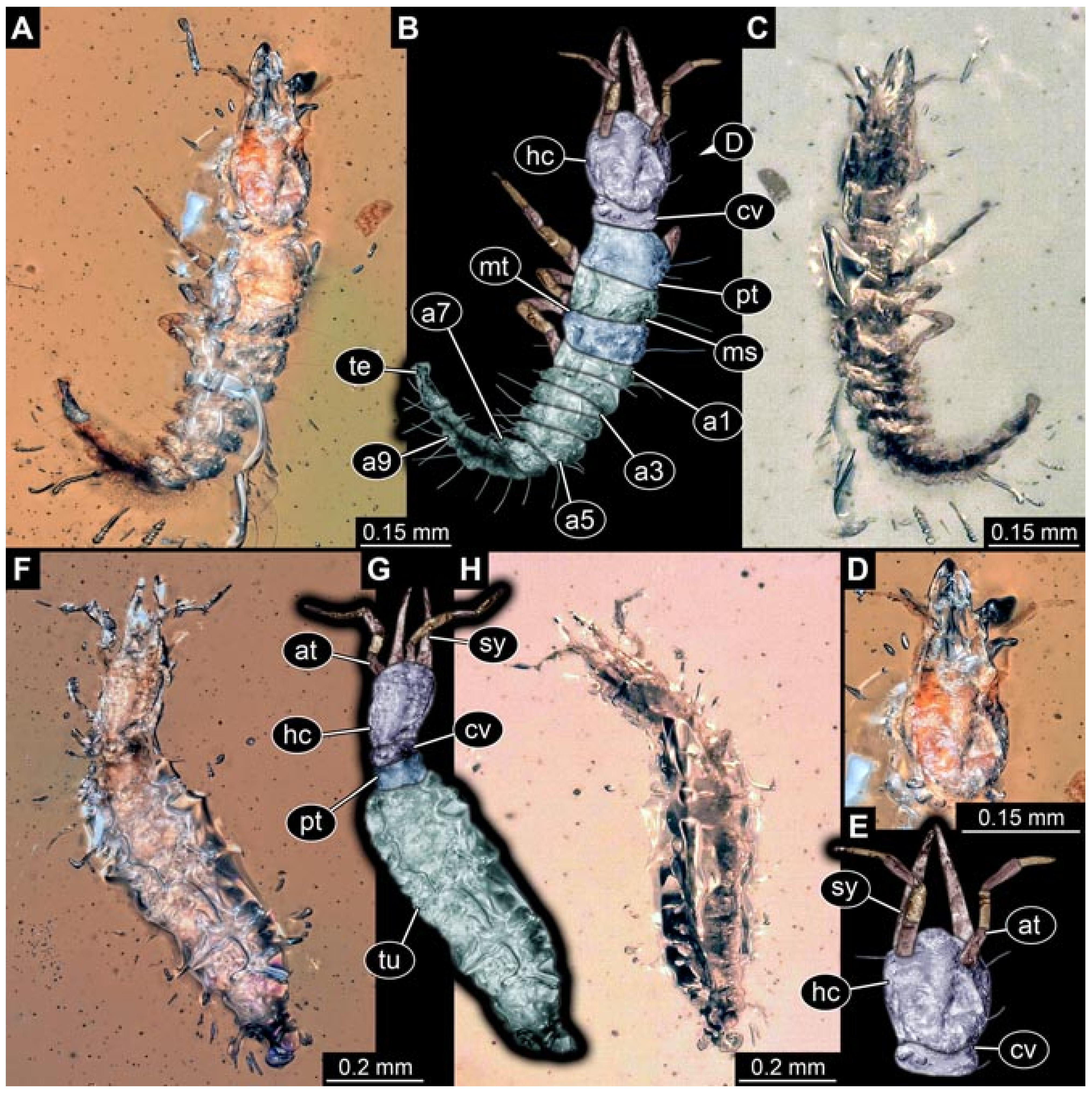 Insects 12 00860 g014 550