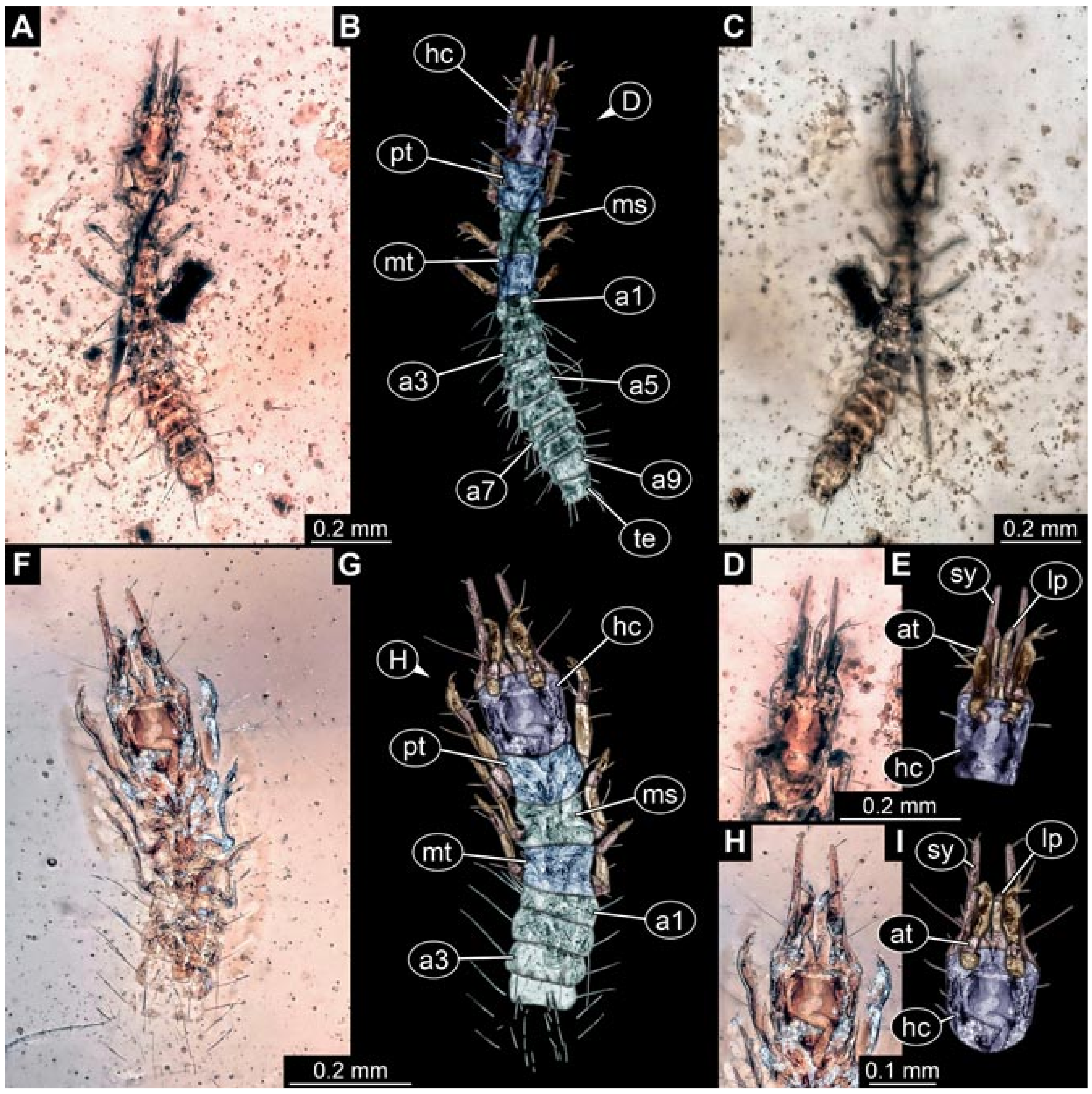 Insects 12 00860 g017 550