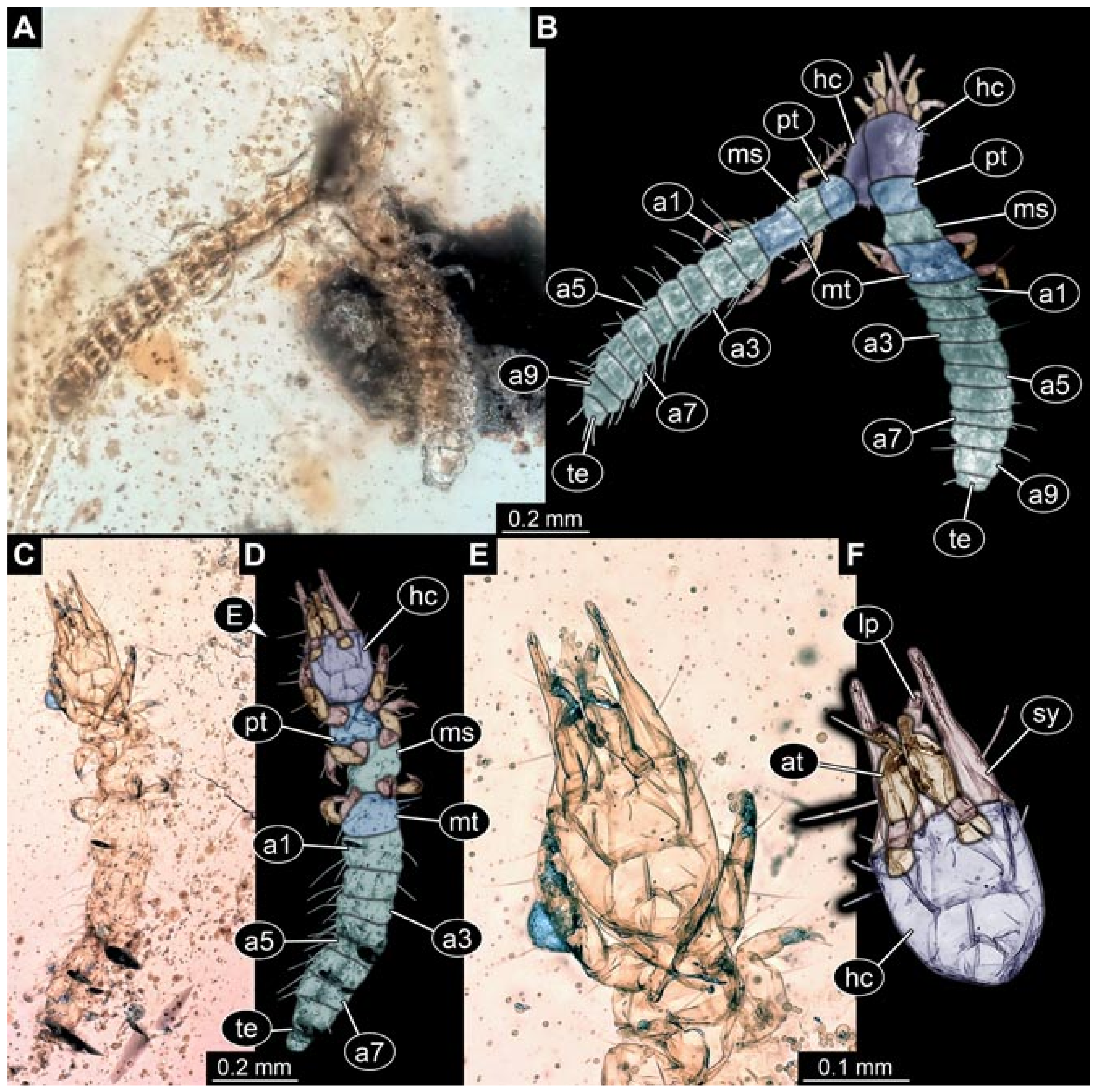 Insects 12 00860 g018 550