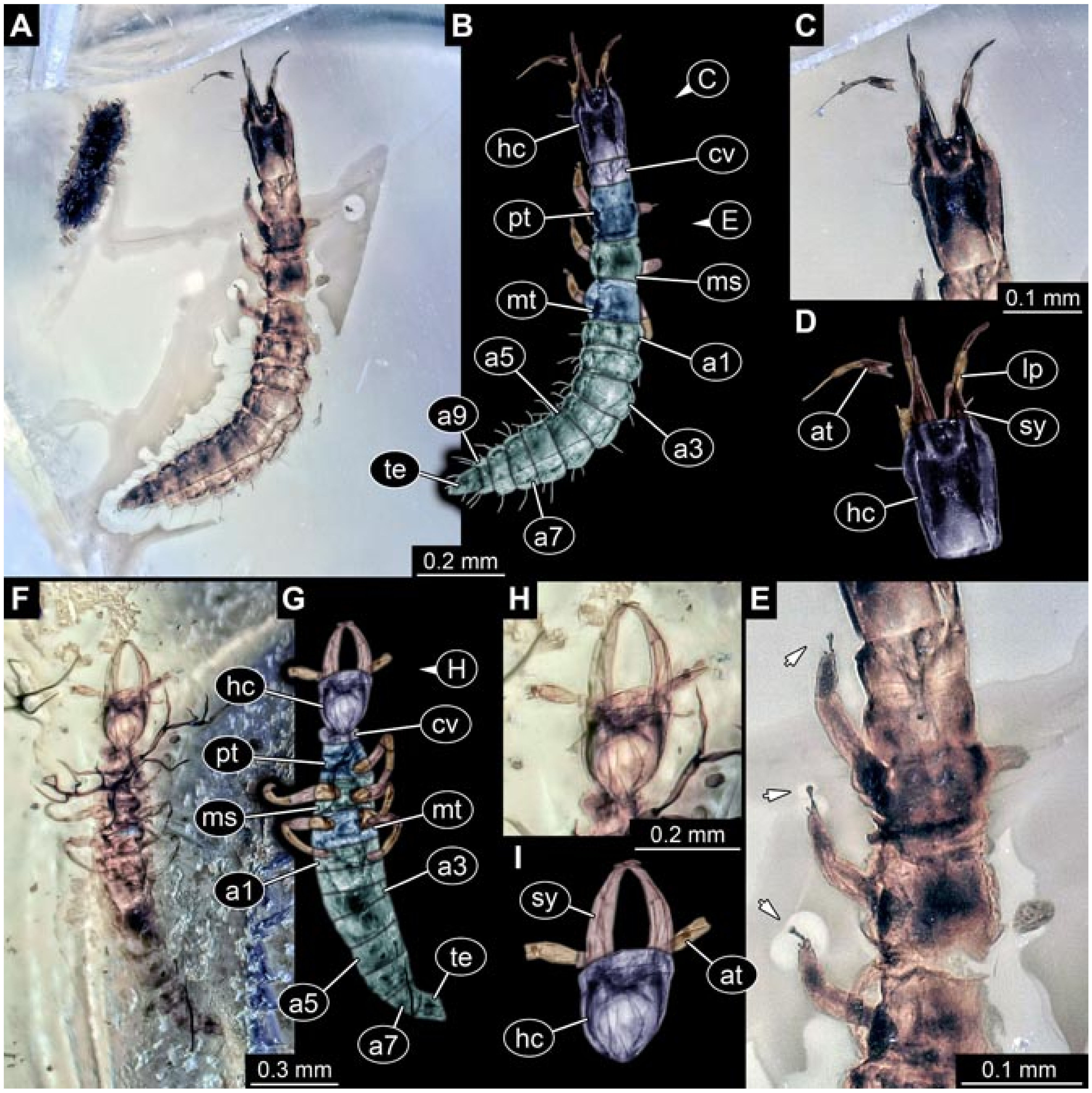 Insects 12 00860 g019 550