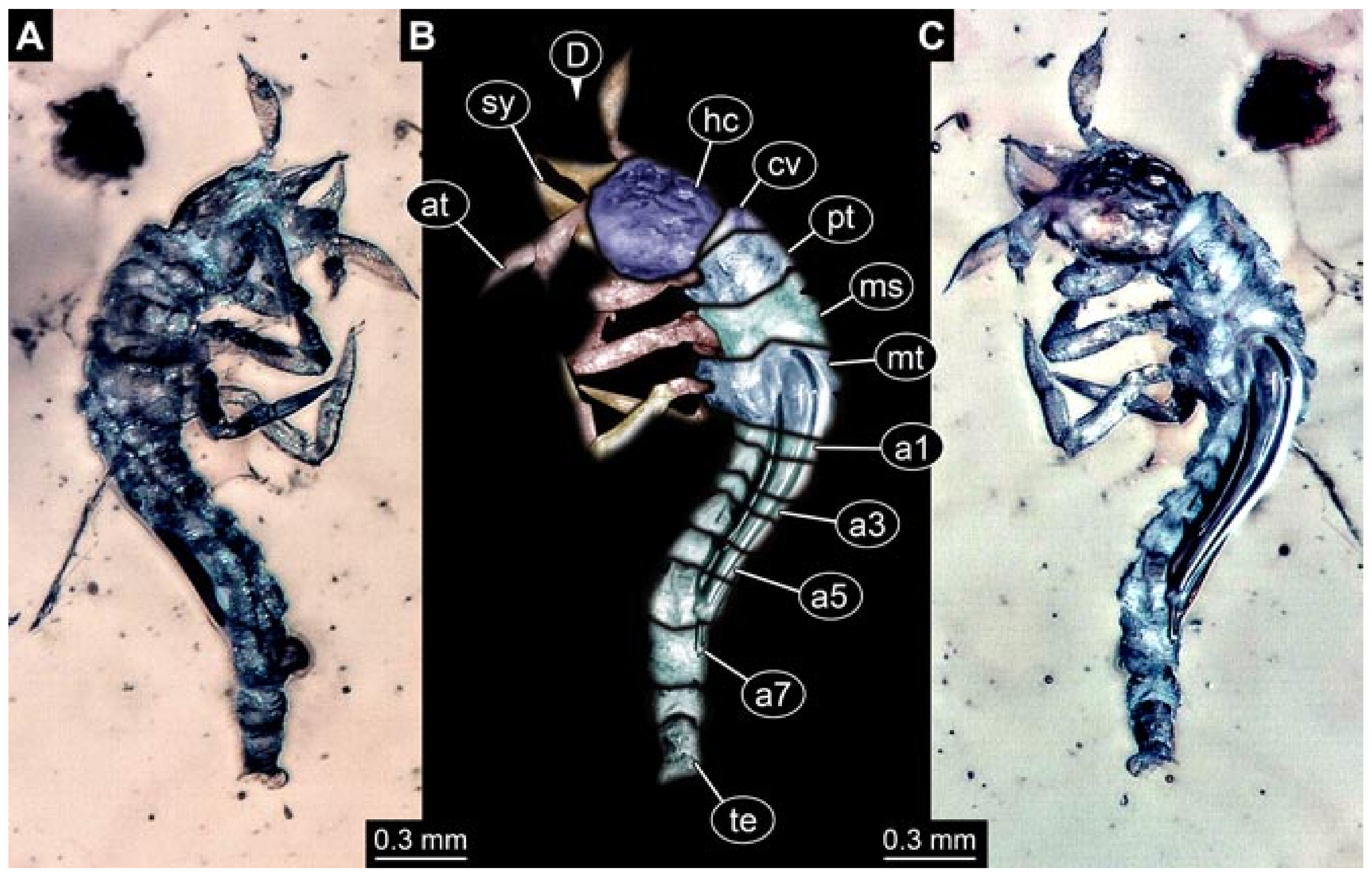 Insects 12 00860 g020 550