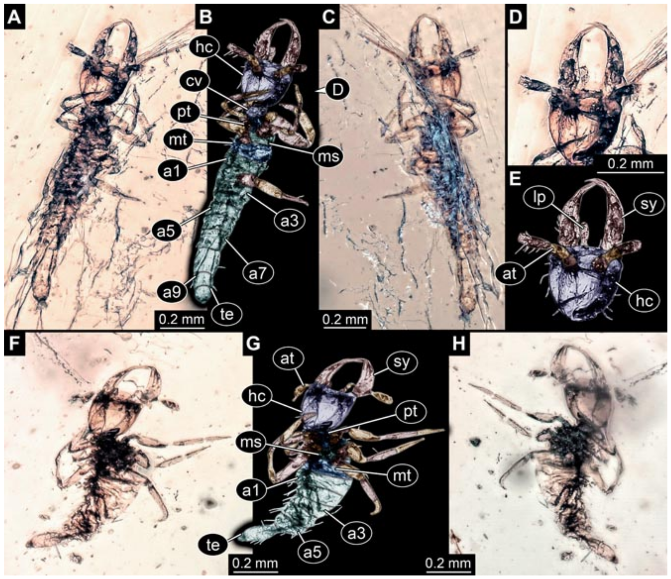 Insects 12 00860 g021 550