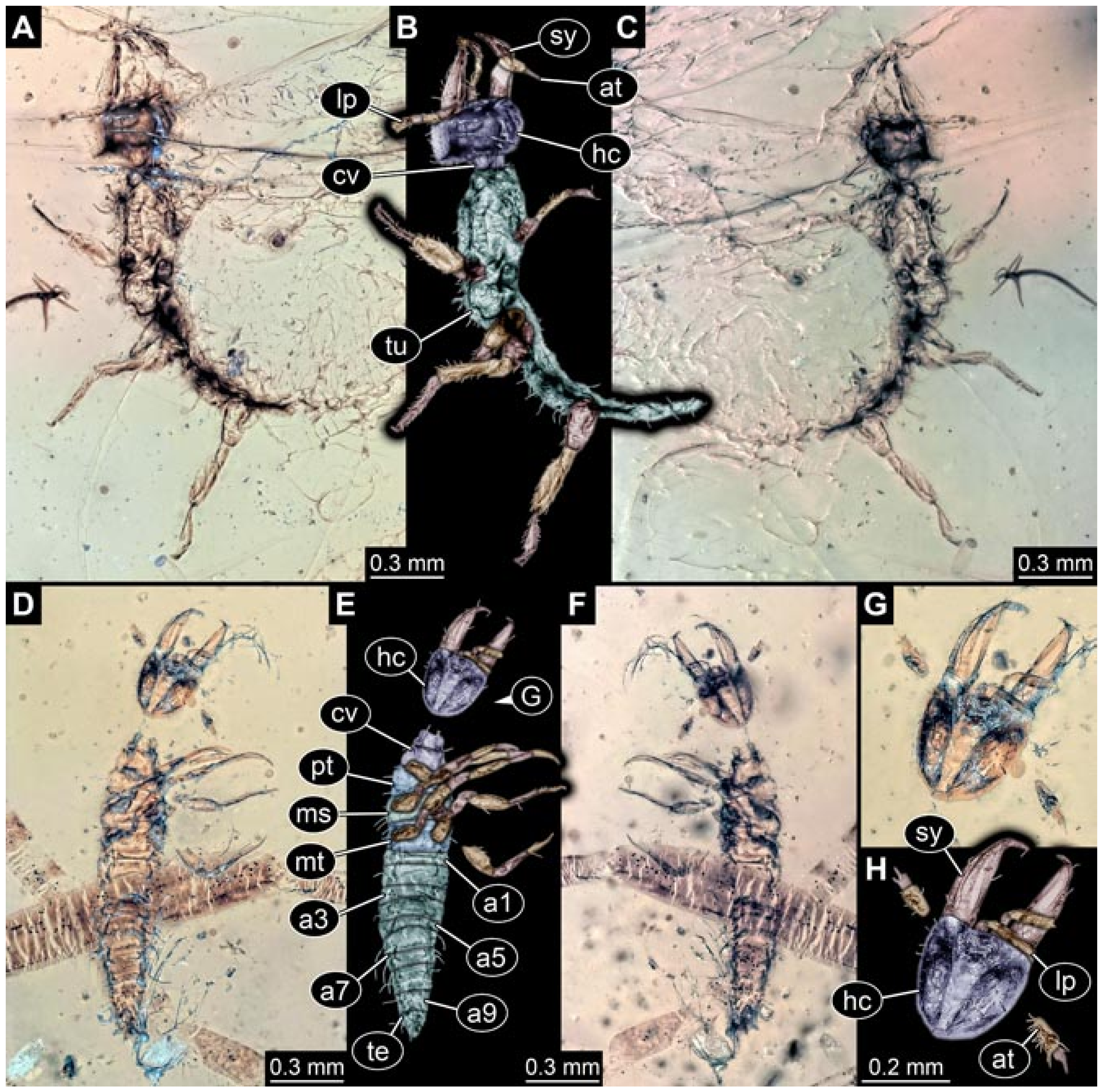 Insects 12 00860 g022 550