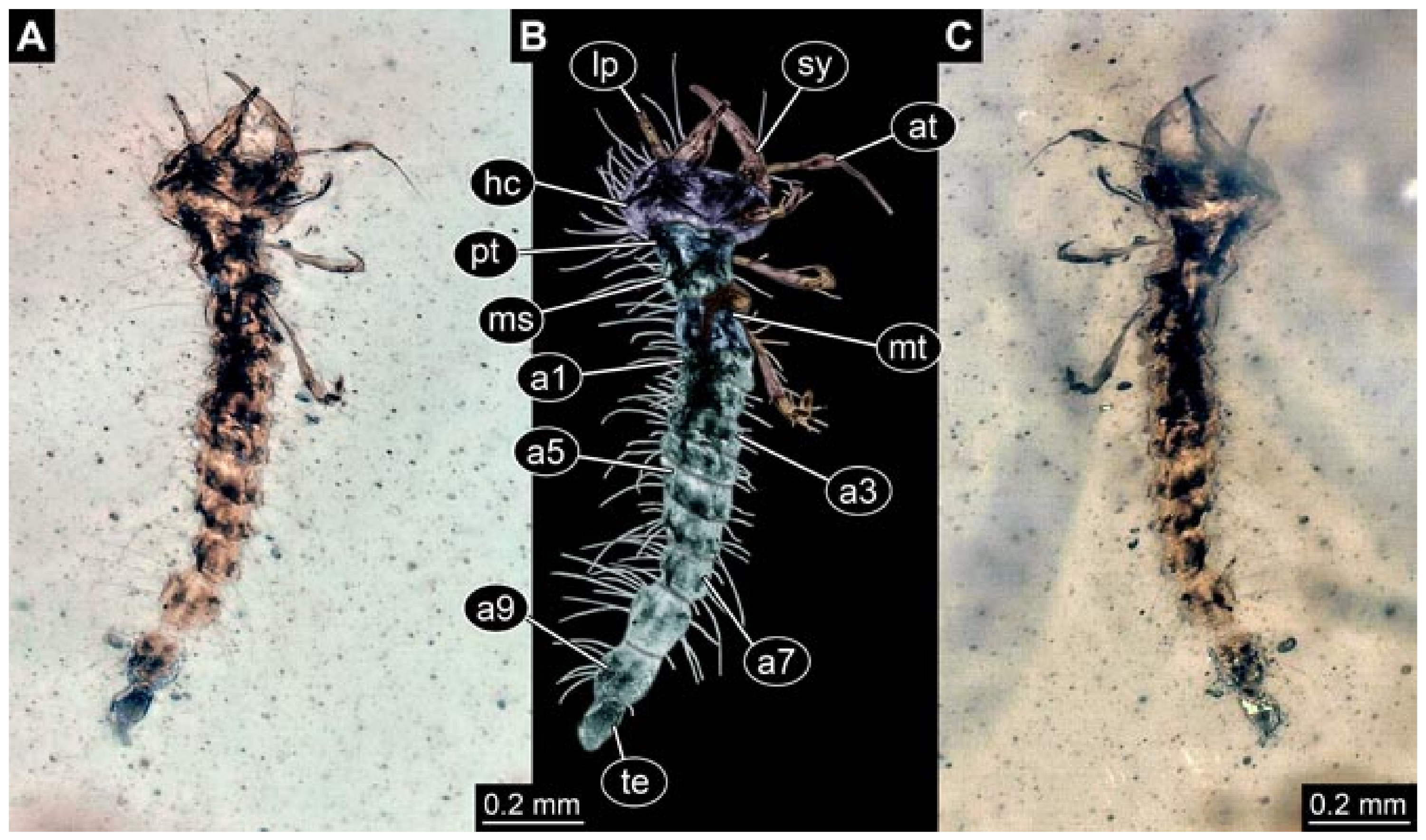 Insects 12 00860 g024 550