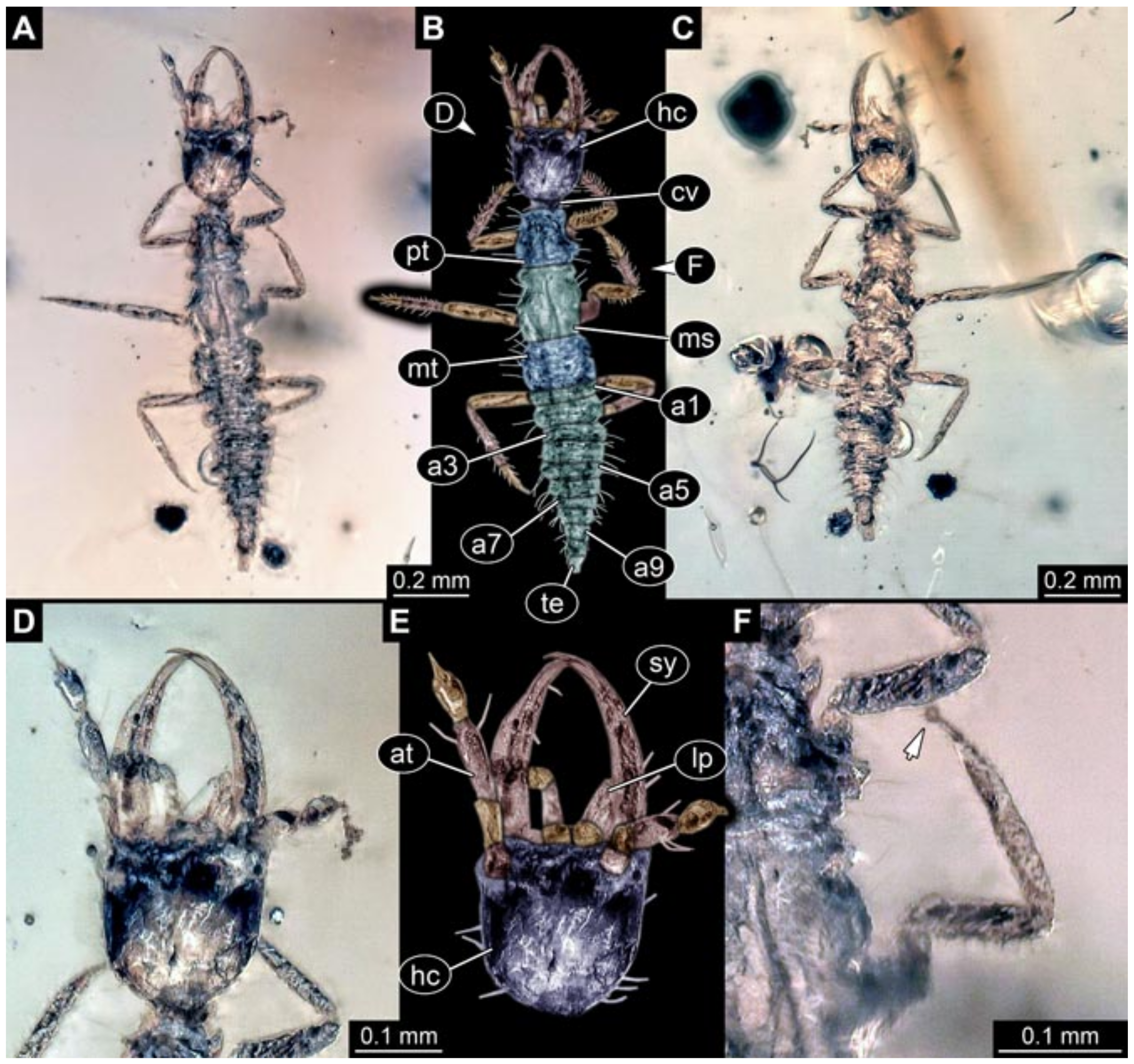 Insects 12 00860 g025 550