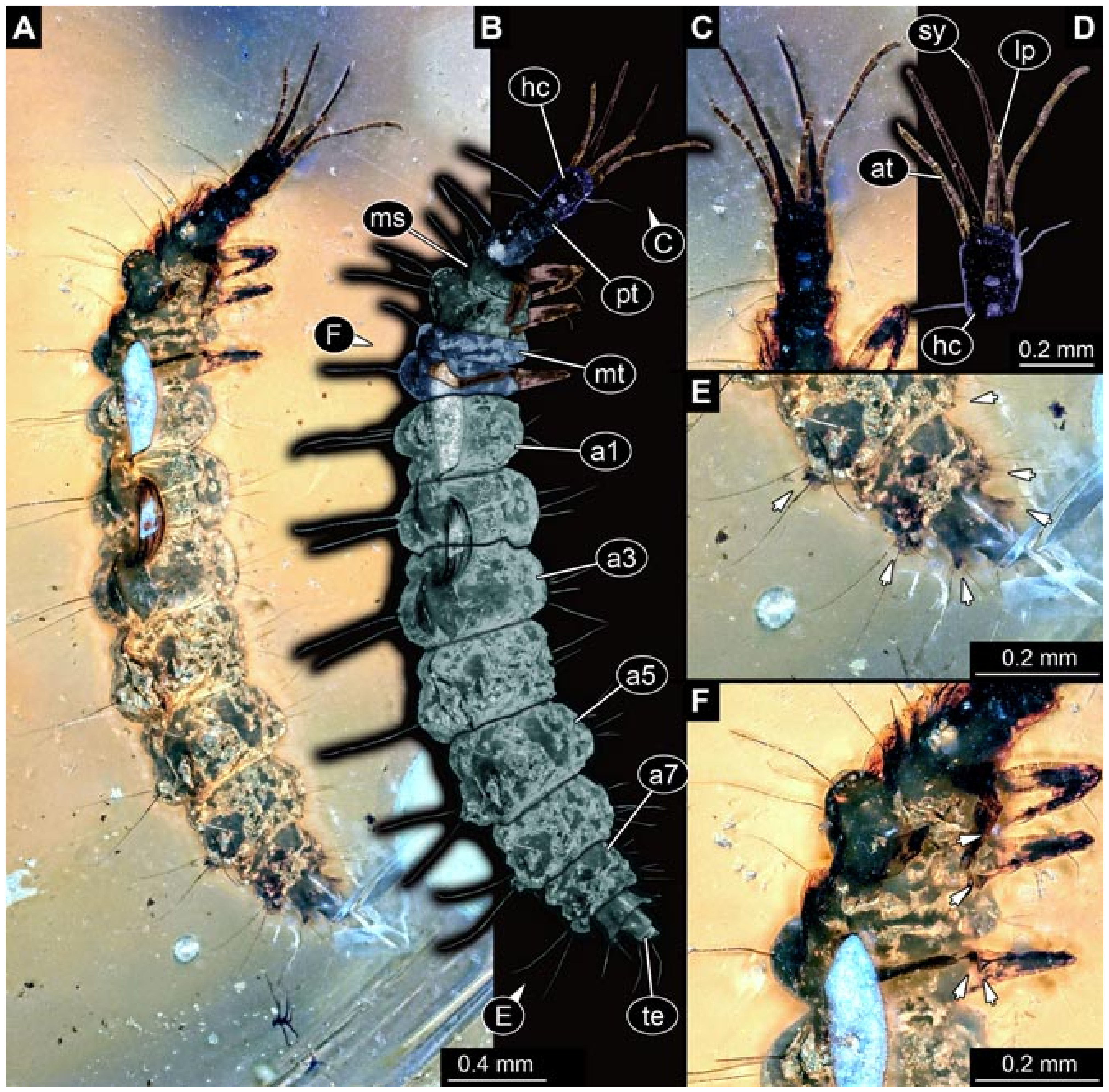 Insects 12 00860 g026 550