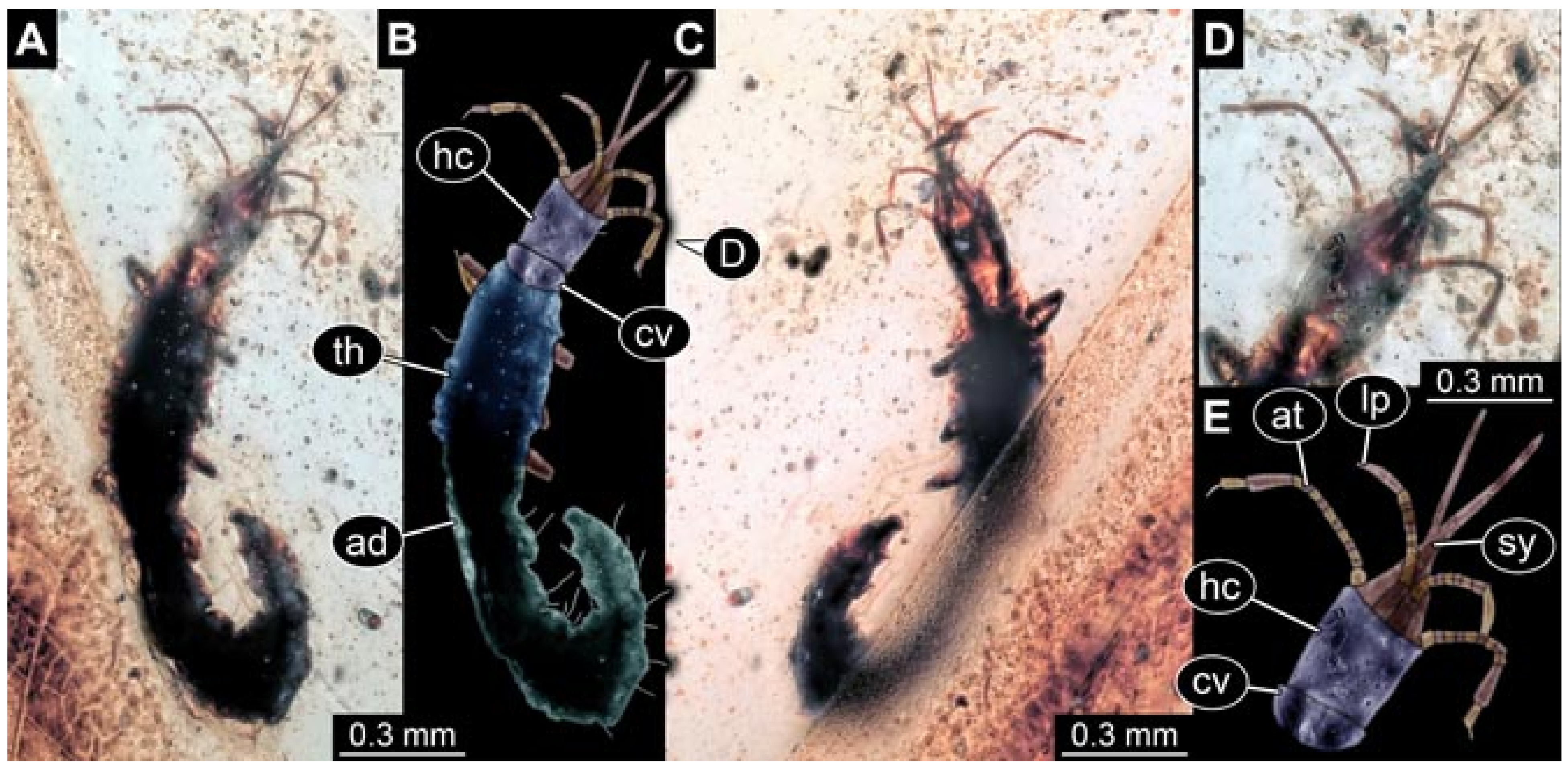 Insects 12 00860 g028 550