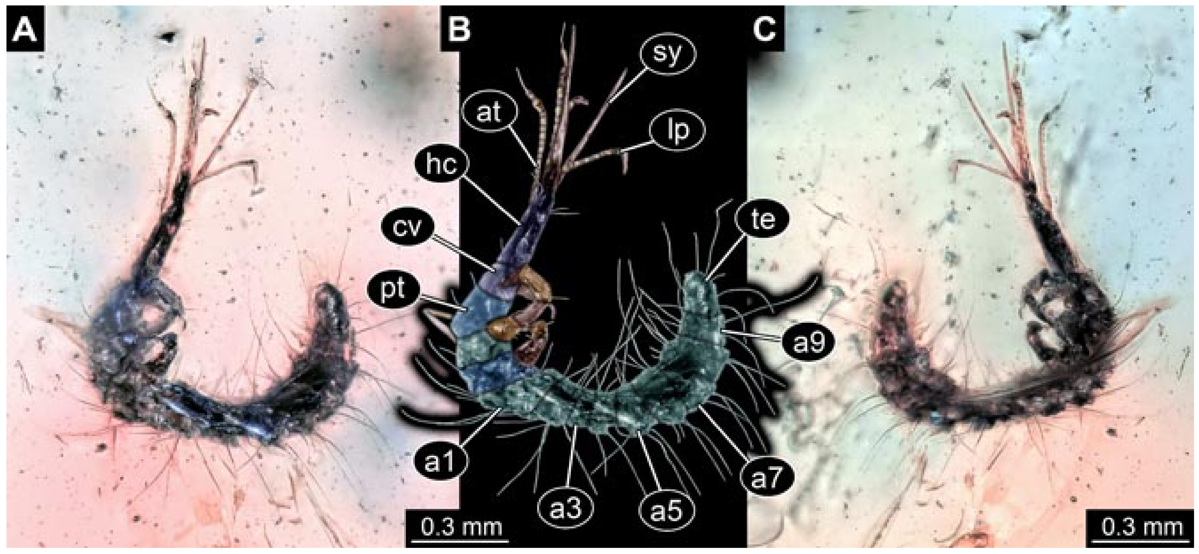 Insects 12 00860 g031 550