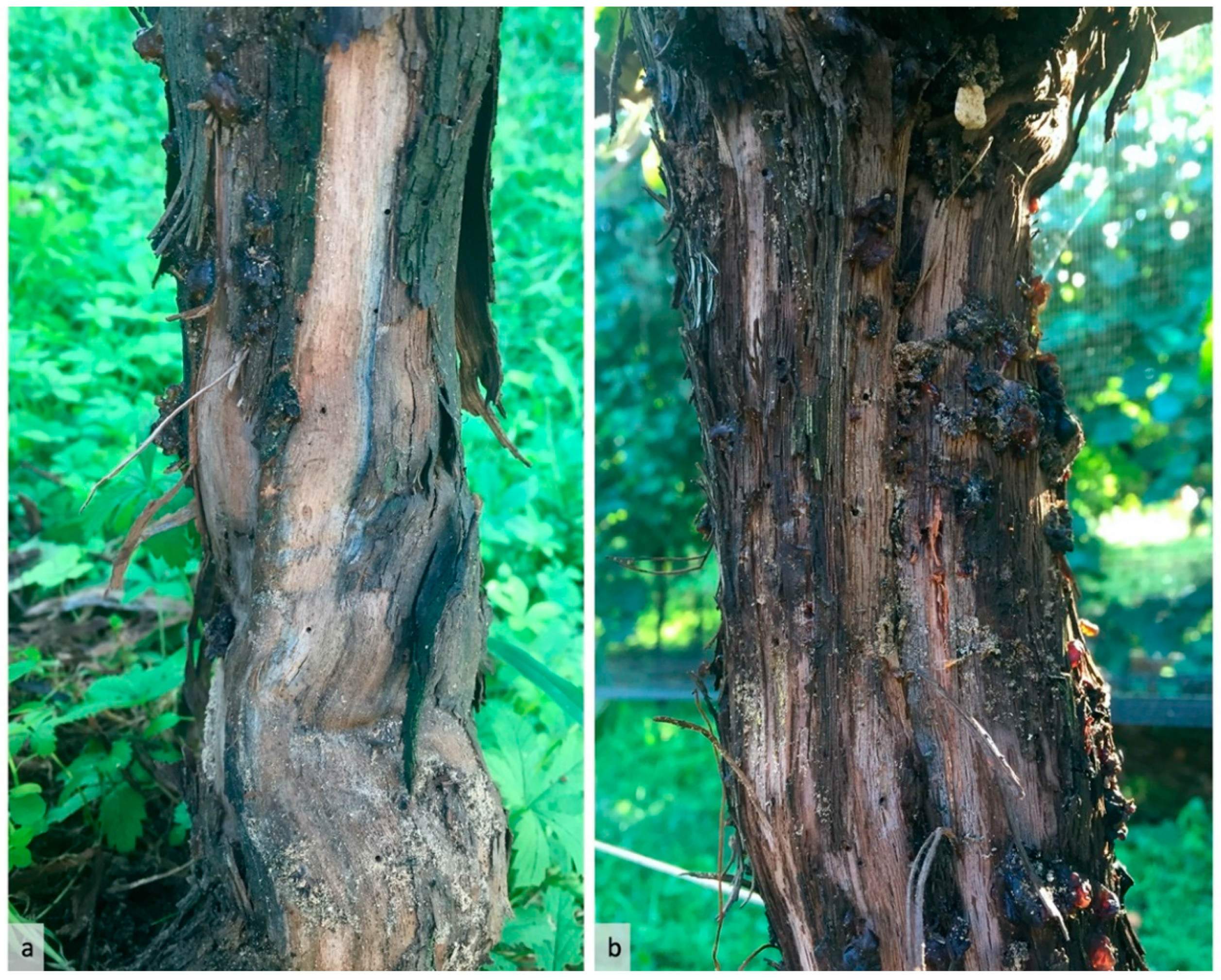 Insects 12 00869 g002 550