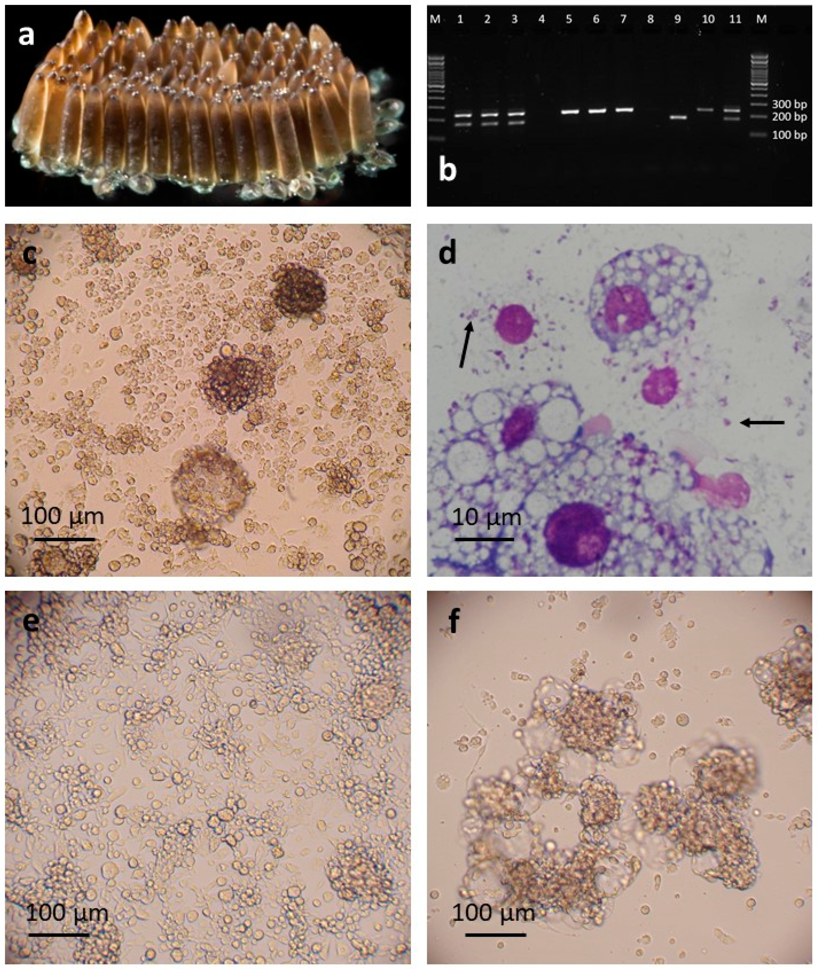 Insects 12 00871 g001