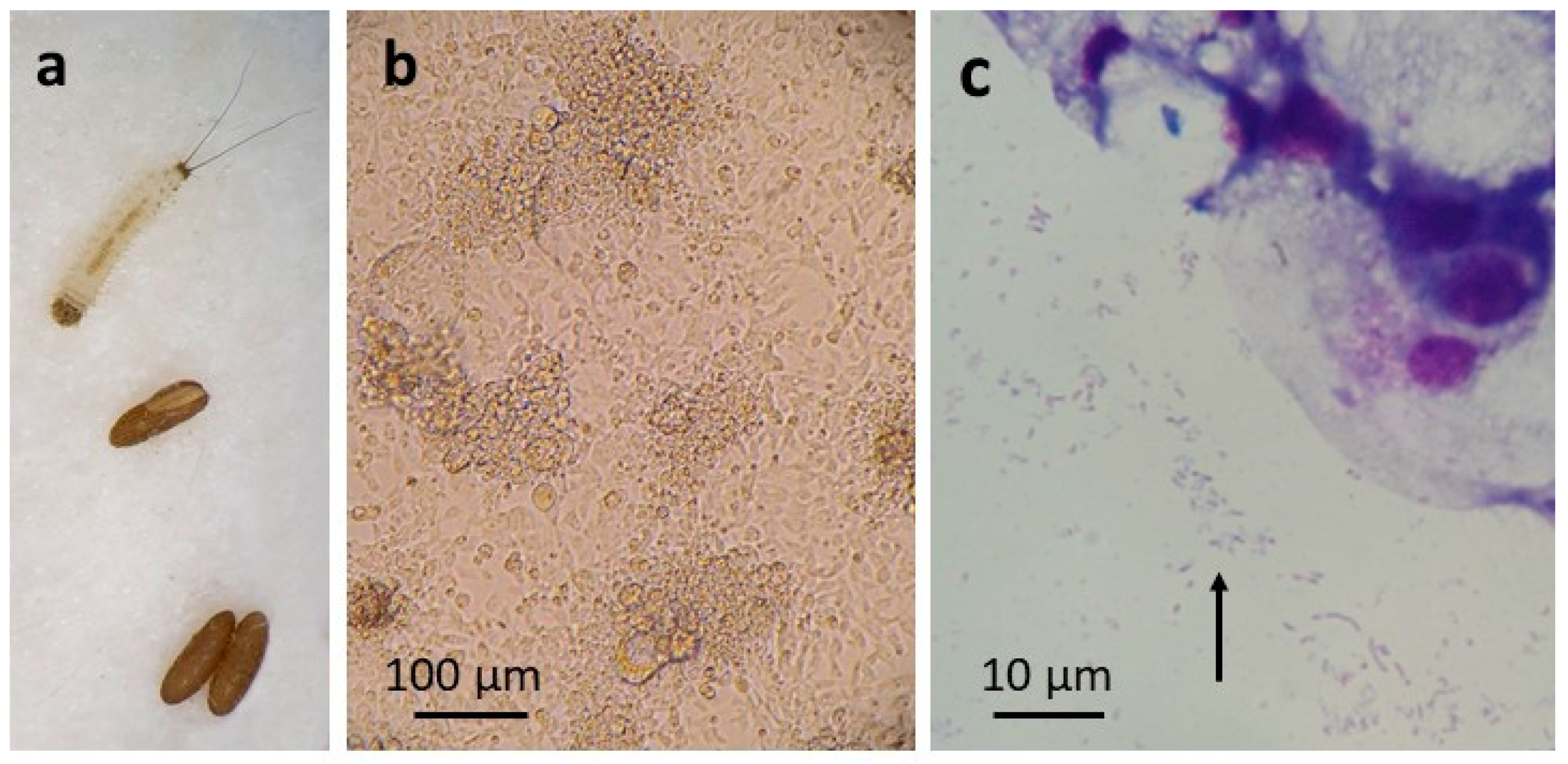 Insects 12 00871 g002