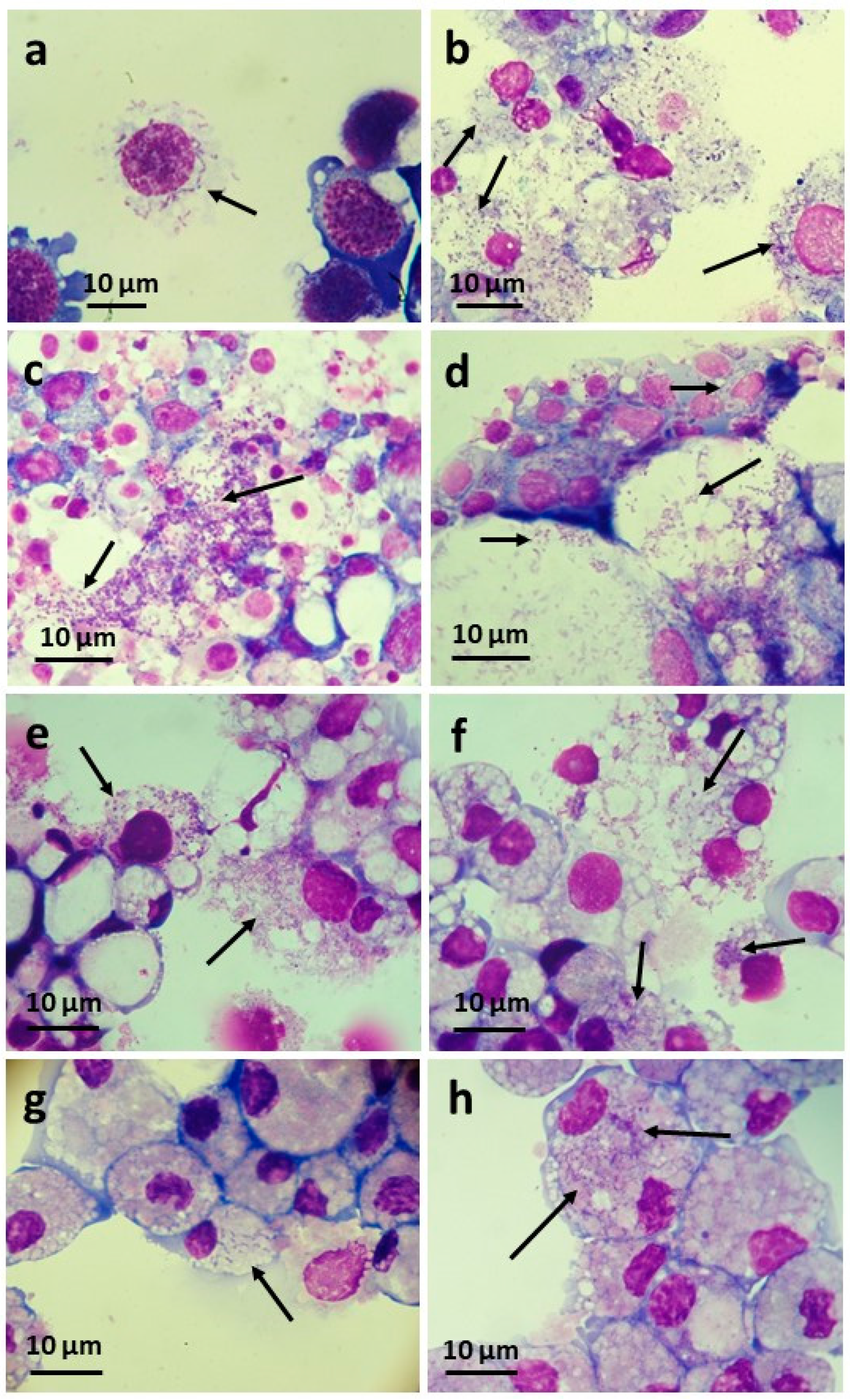 Insects 12 00871 g004