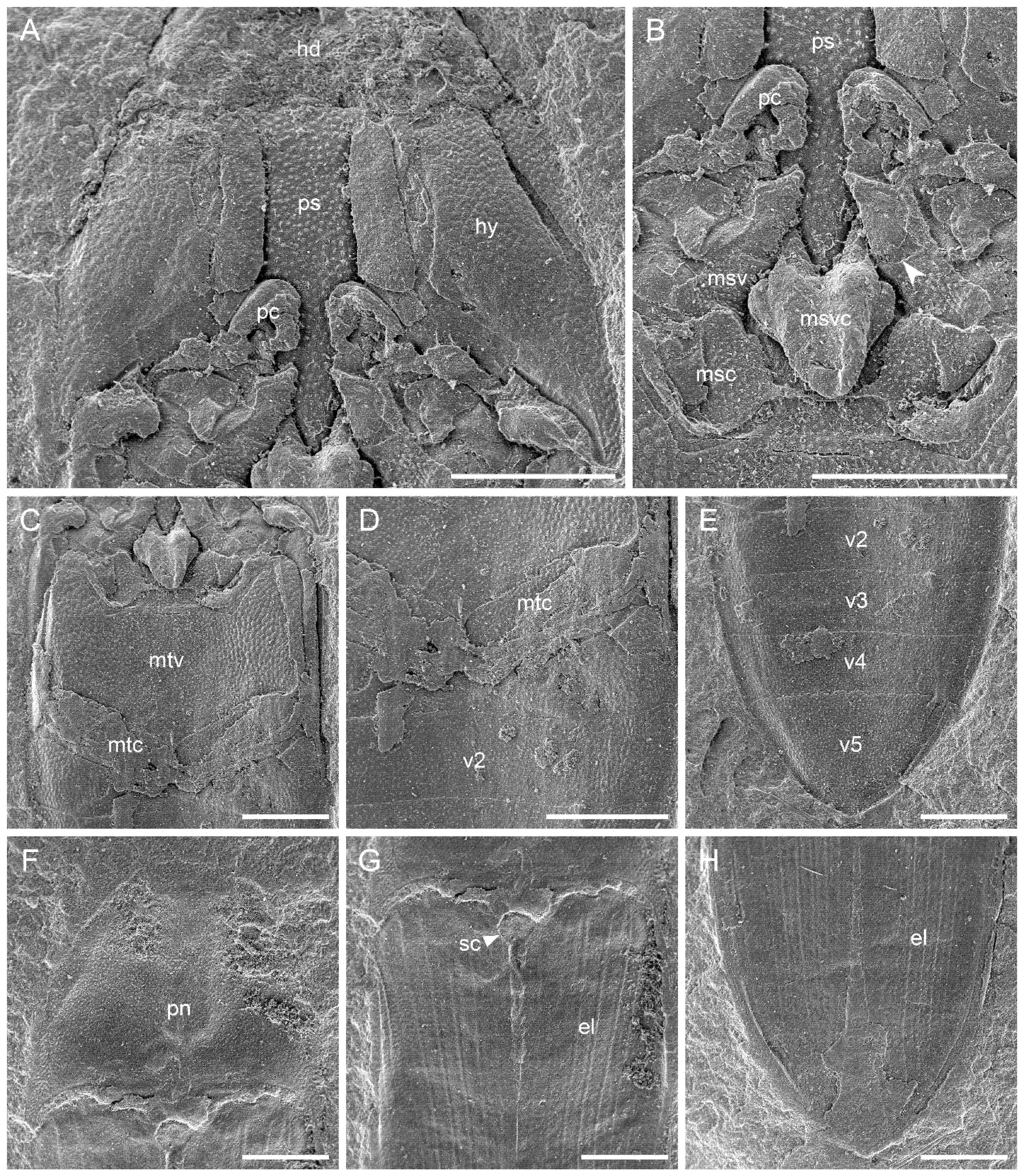 Insect Pathology | ScienceDirect