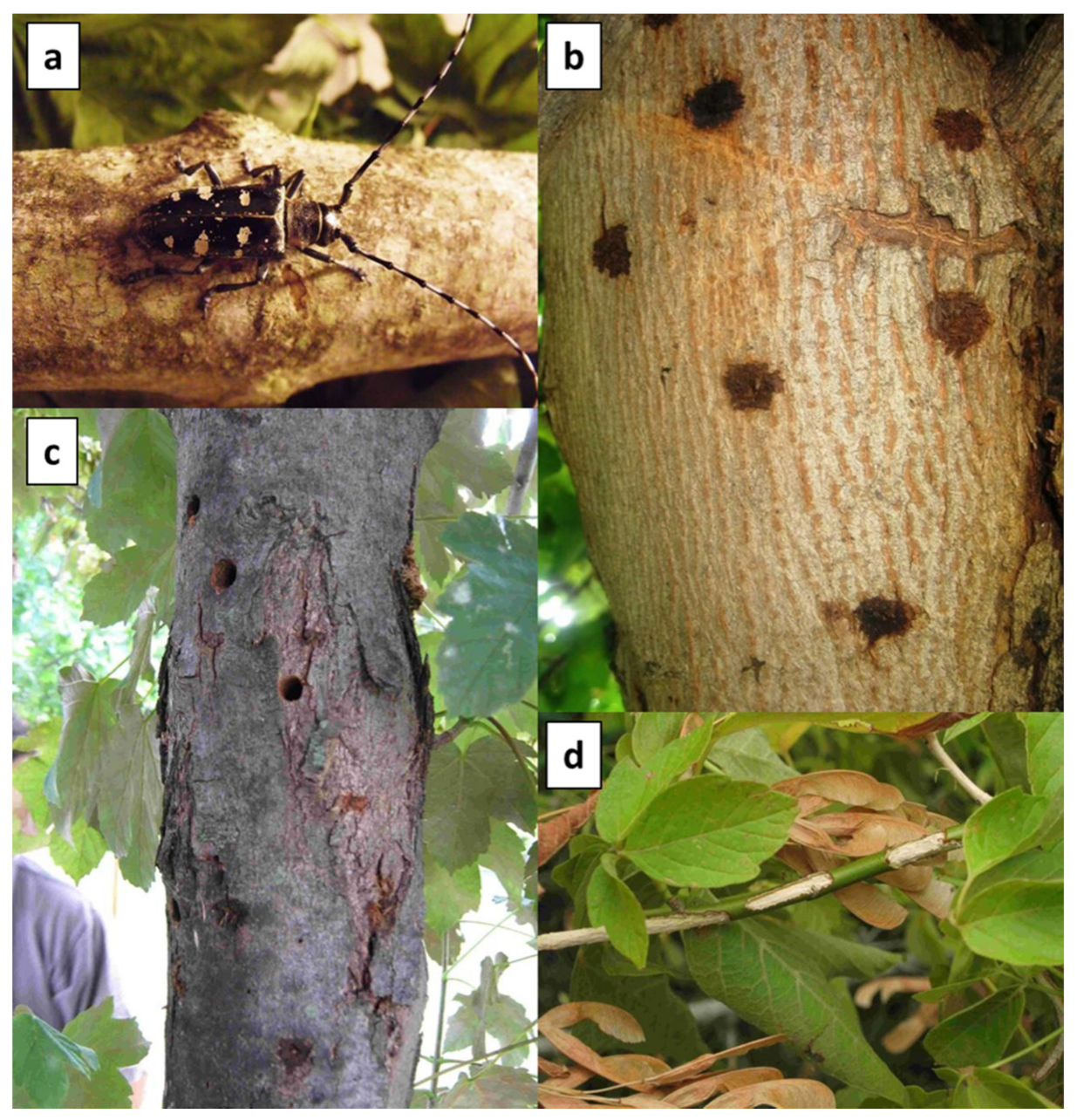 Insects 12 00877 g001