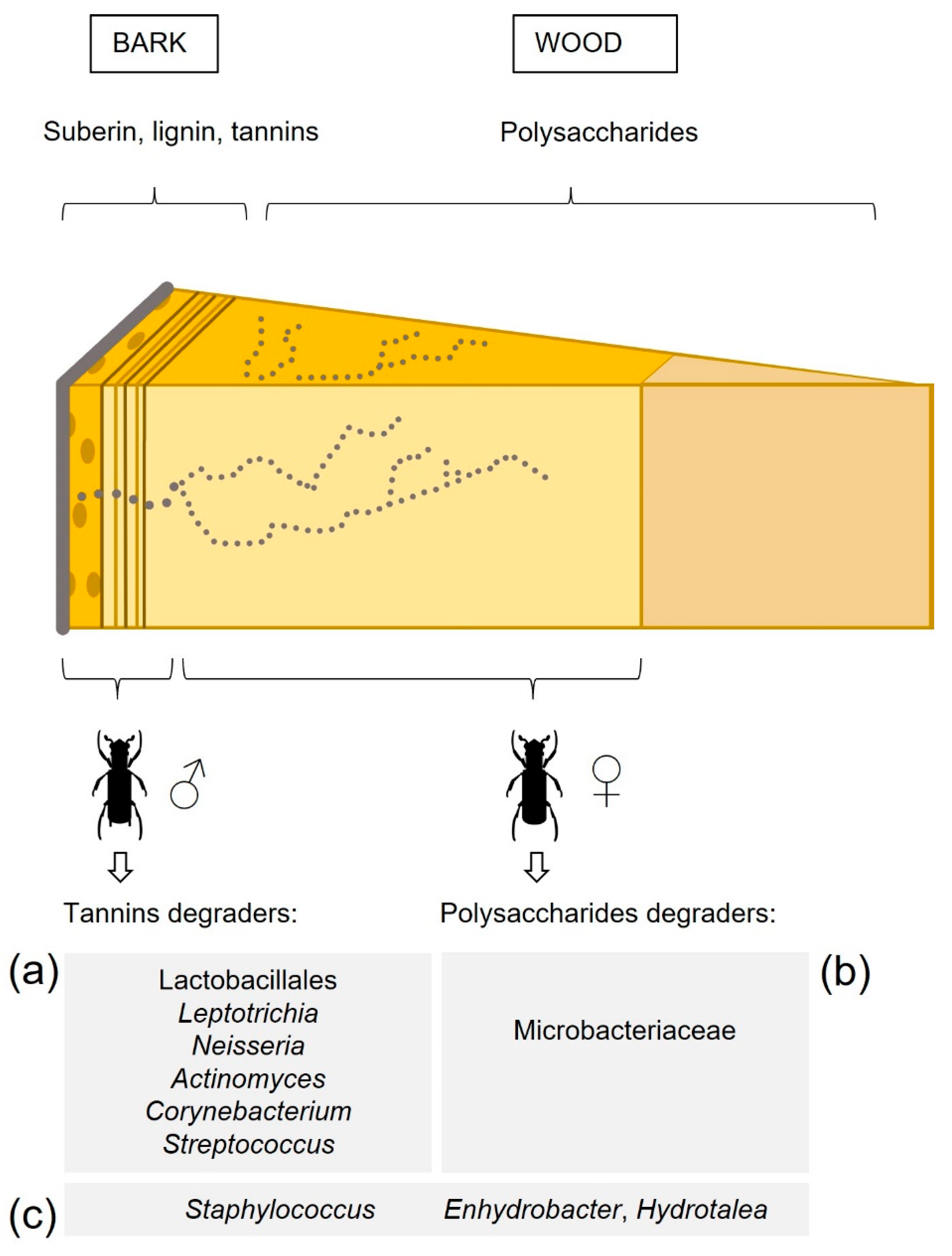 Insects 12 00881 g006