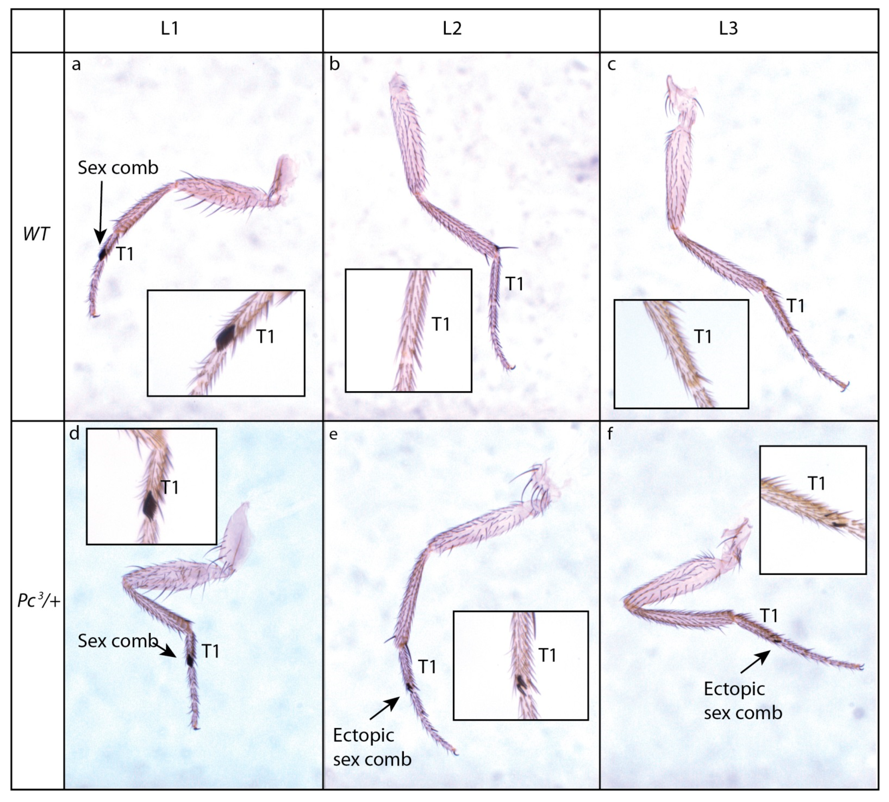 Insects 12 00884 g003 Insects 12 00884 g003