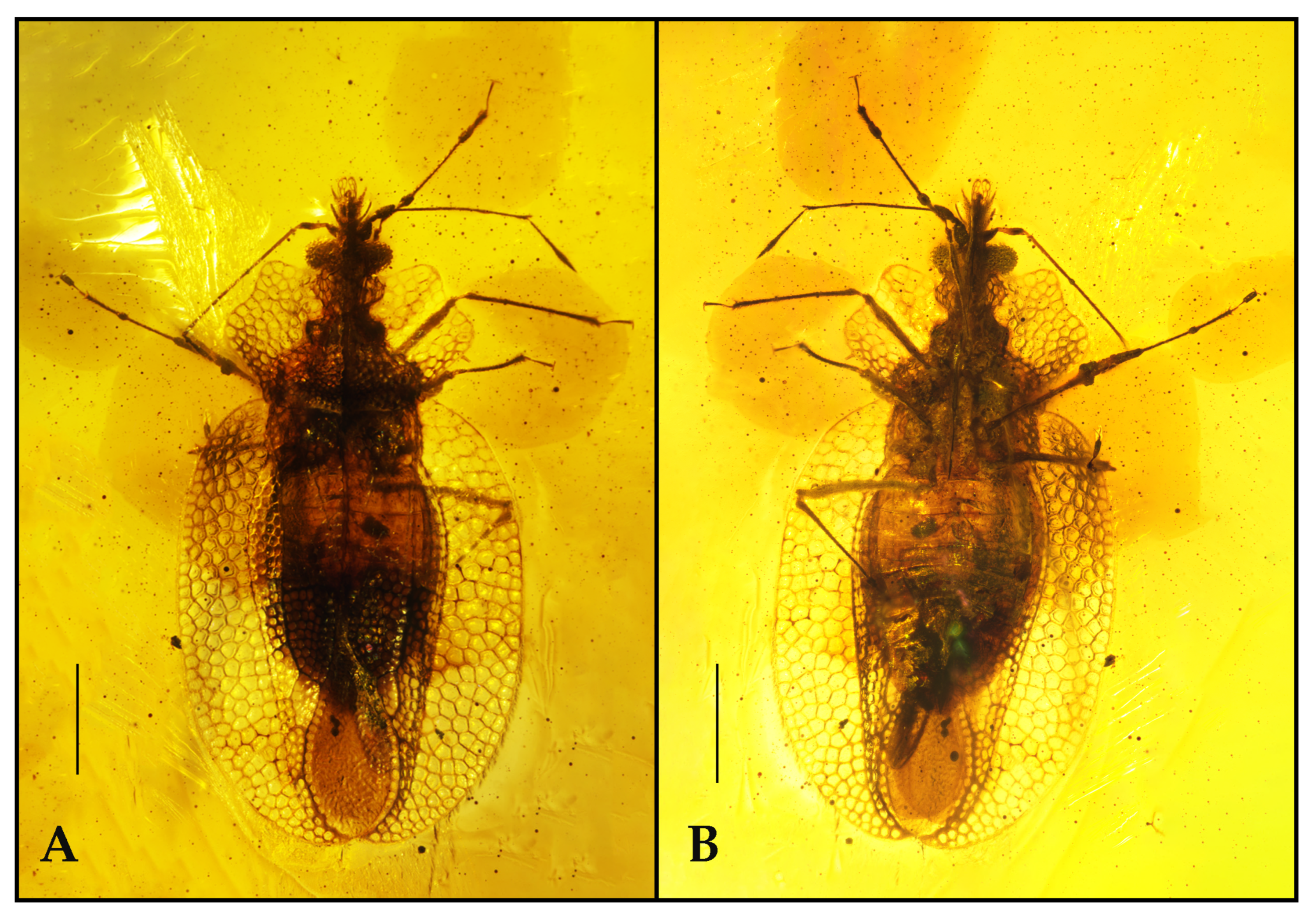 Insects 12 00887 g001