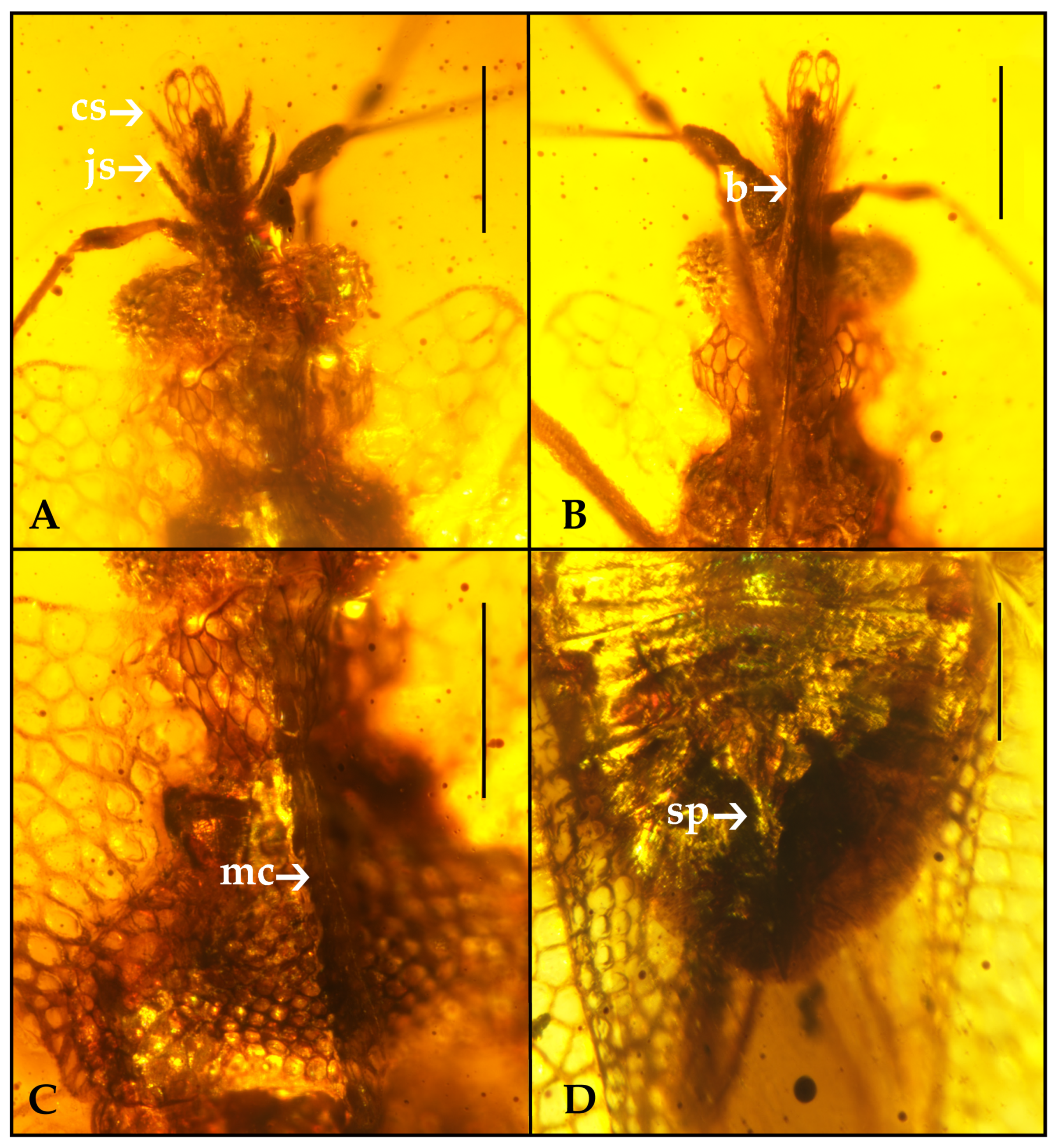Insects 12 00887 g002
