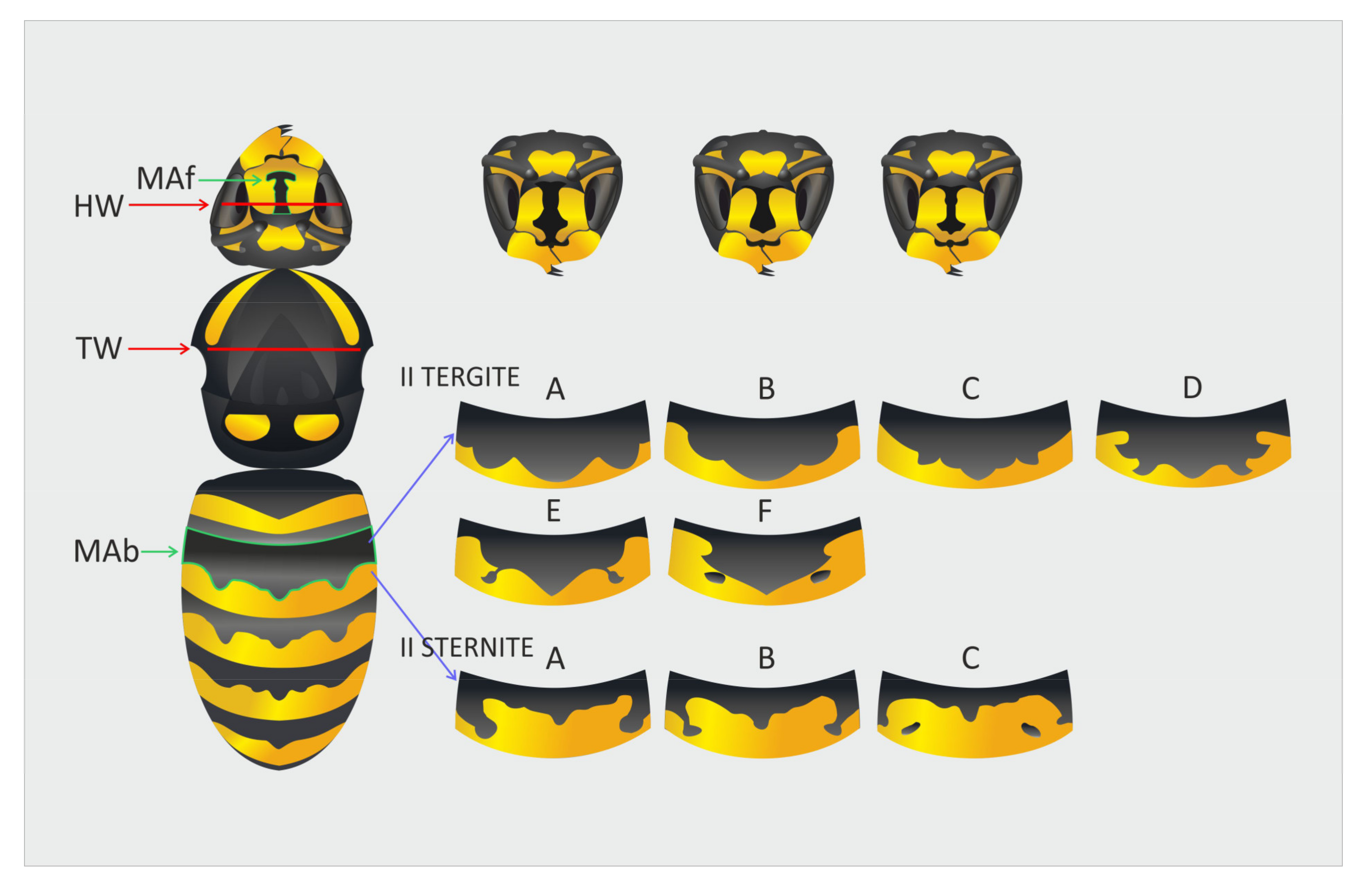 Insects 12 00888 g002 Insects 12 00888 g002