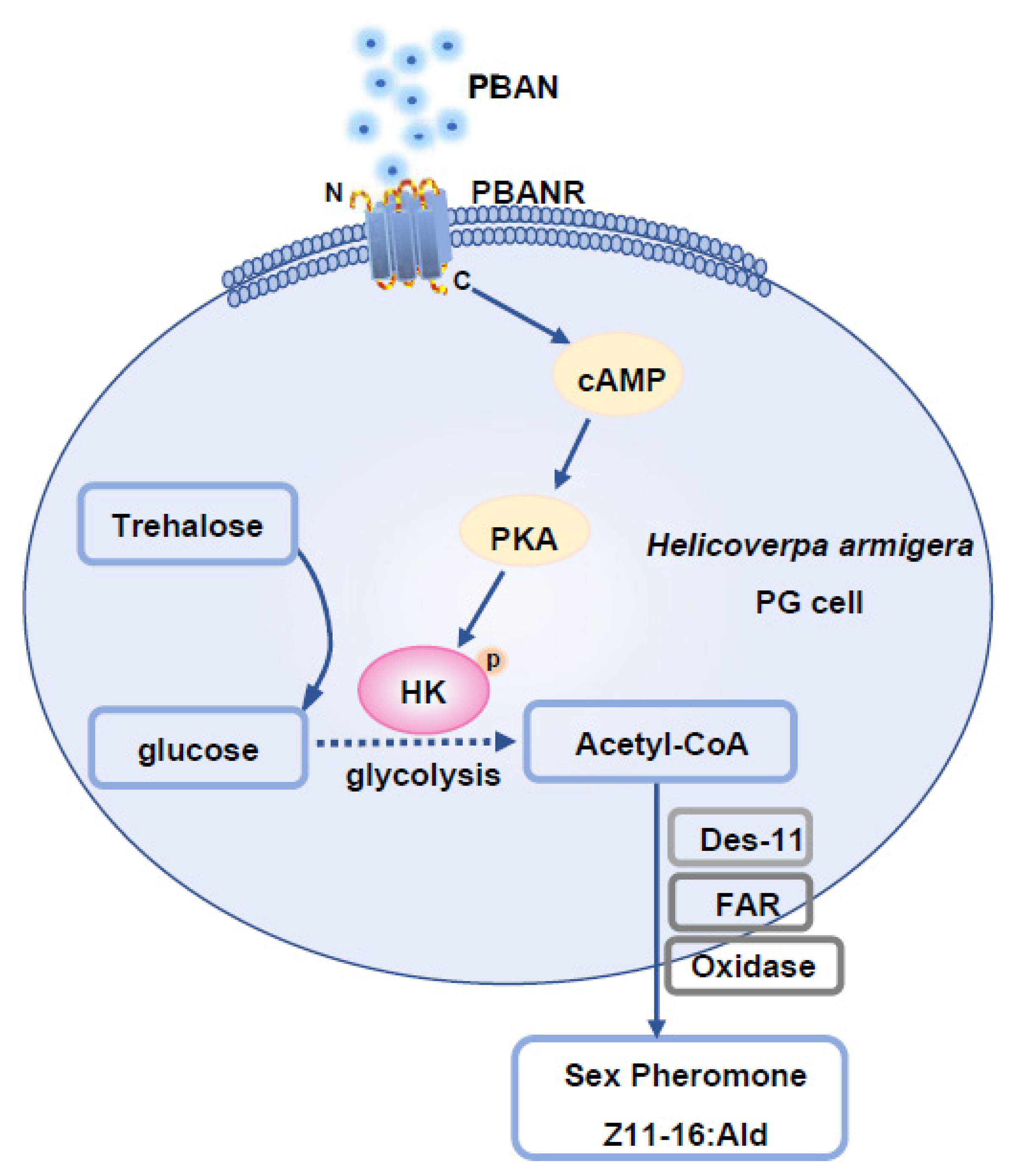 Insects 12 00889 g006