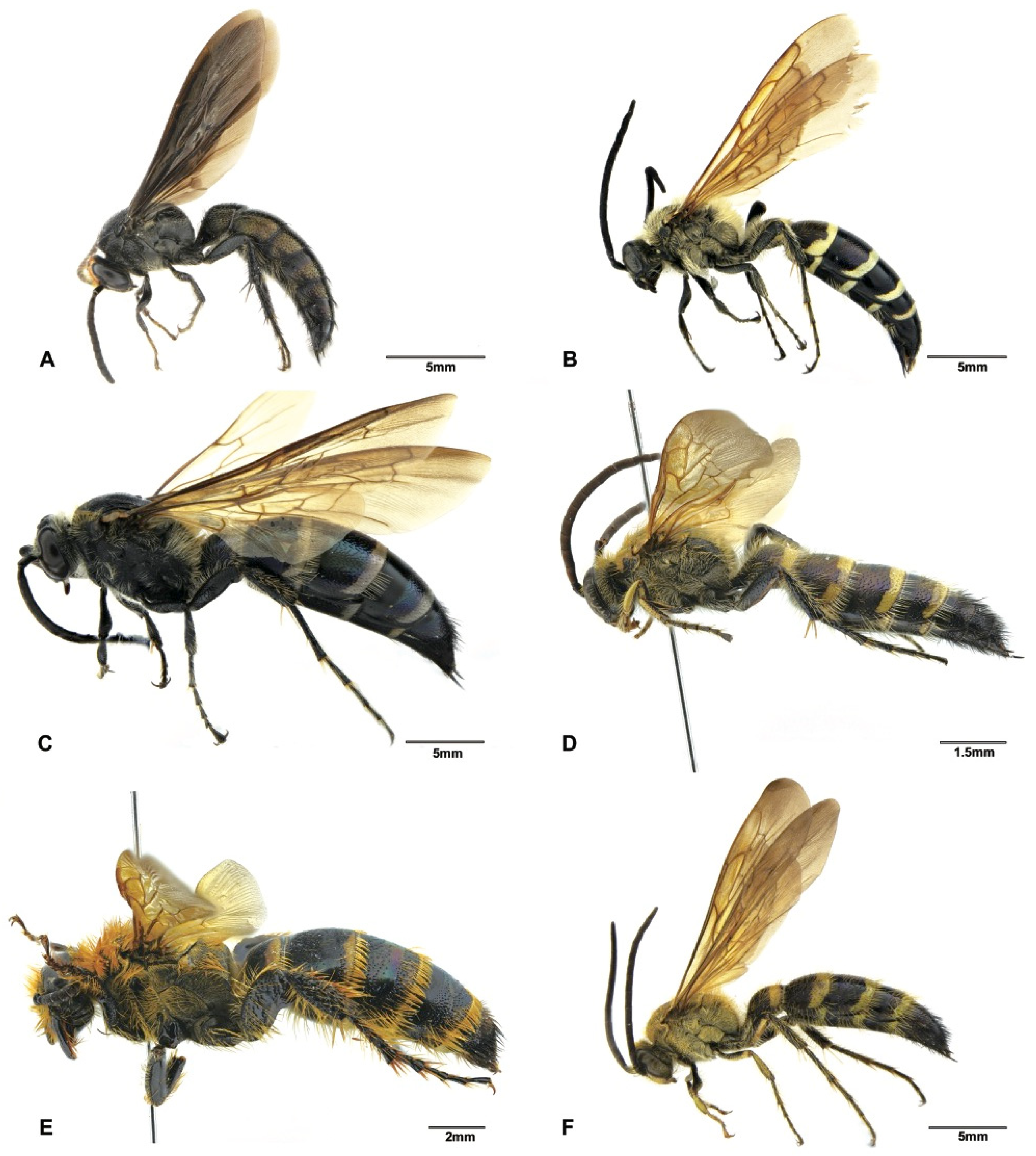 Insects 12 00892 g005 550