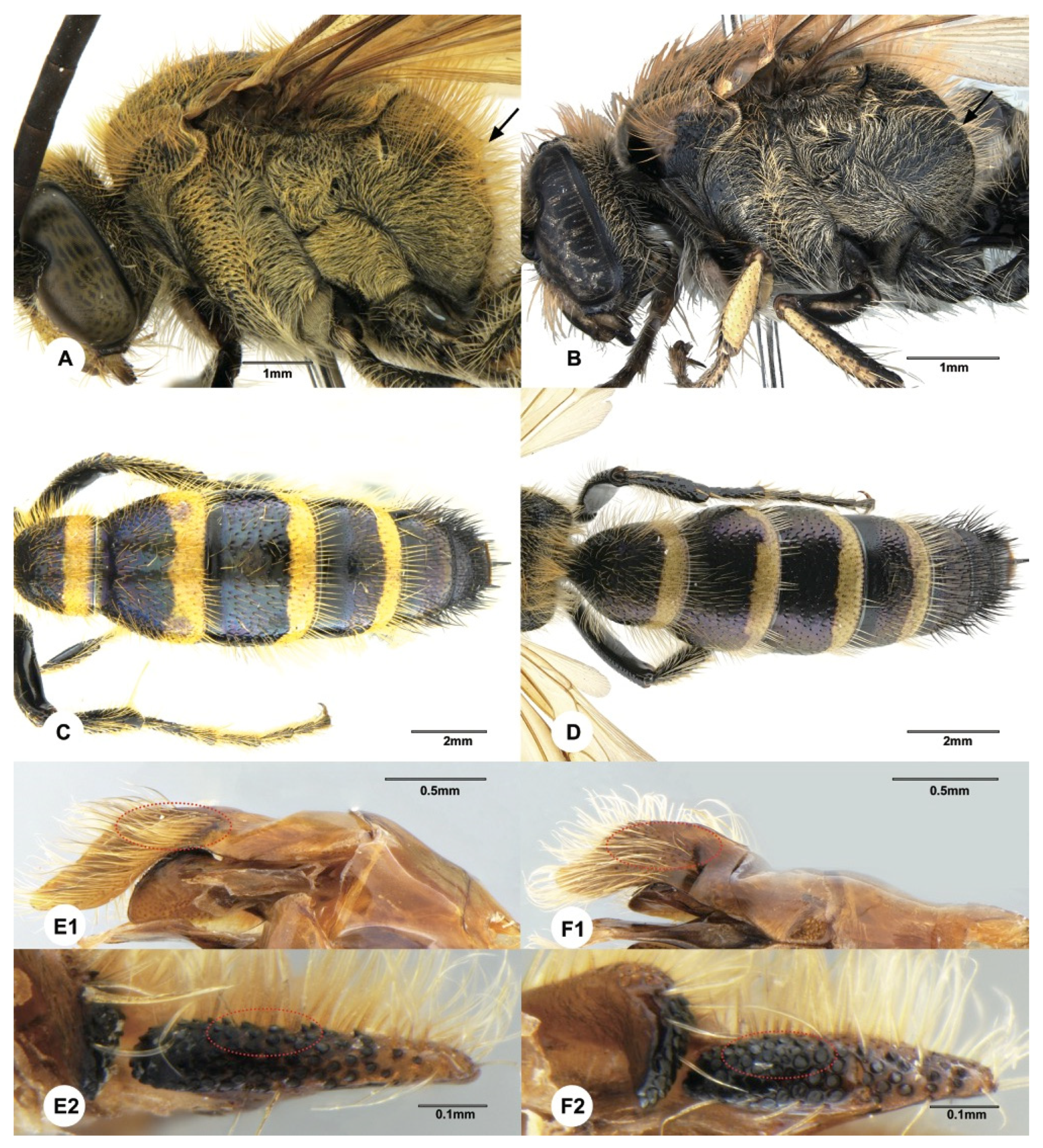 Insects 12 00892 g008 550