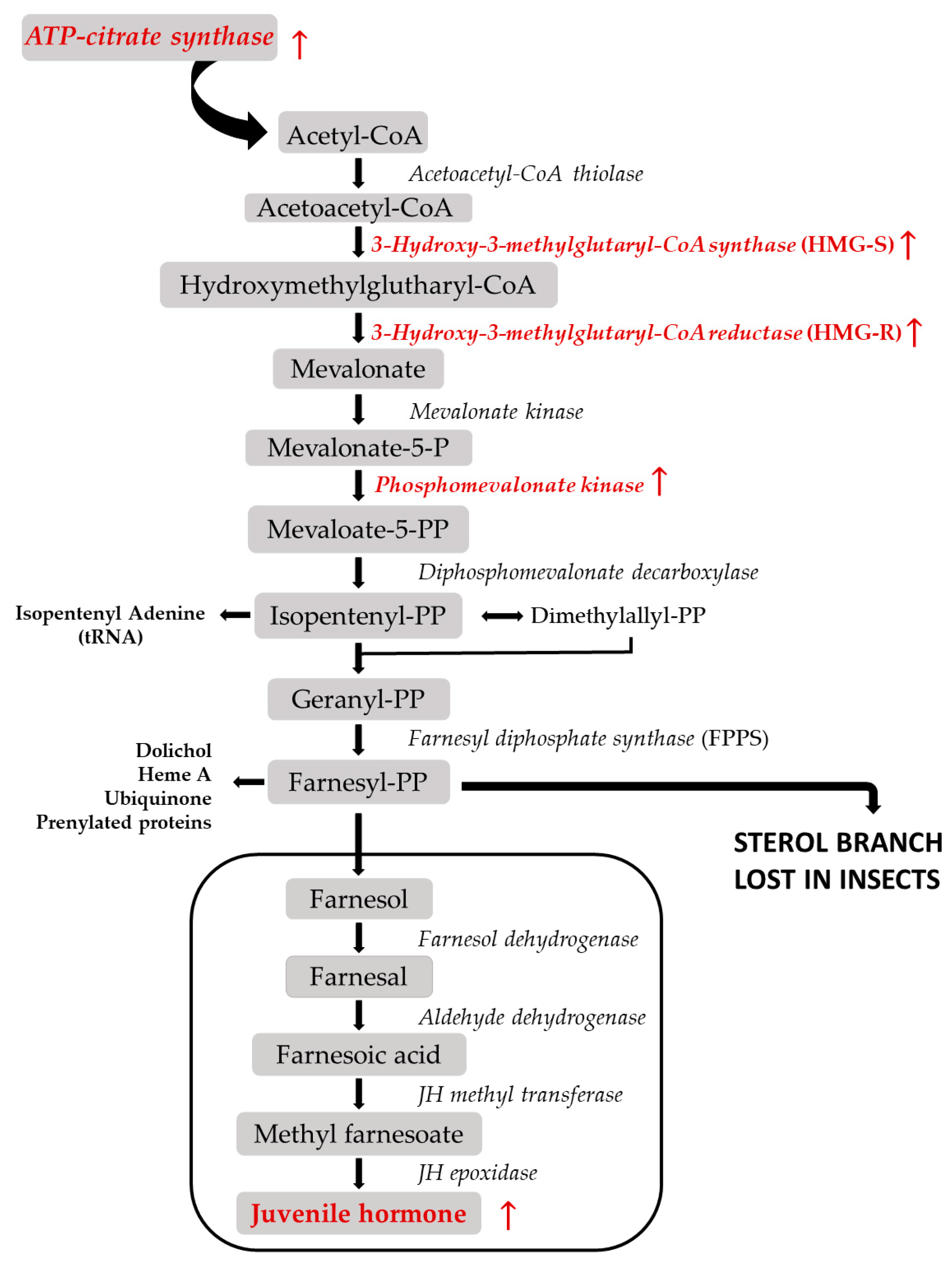 Insects  Free Full-Text  The Identification of Boll Weevil 